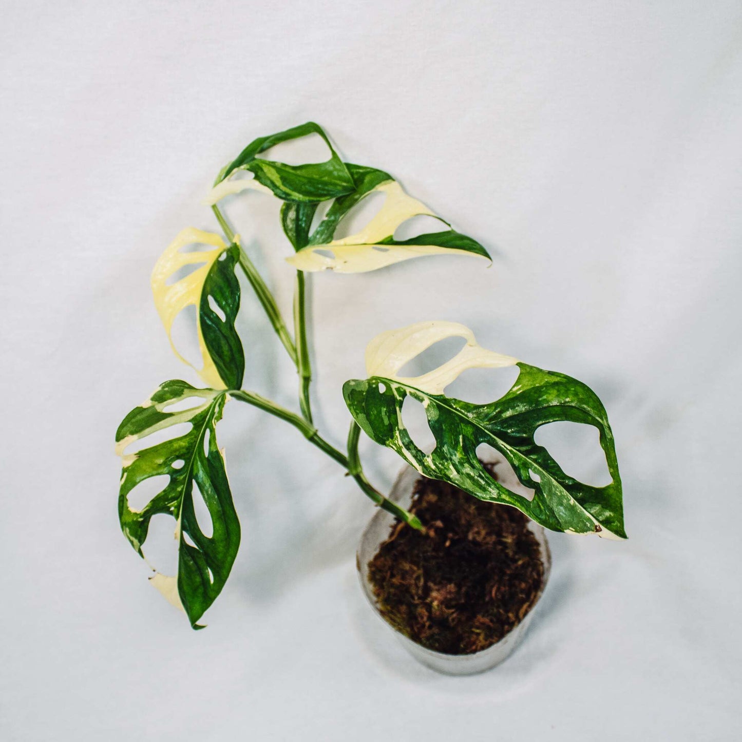 Monstera Acuminata Variegated (SD28-01)