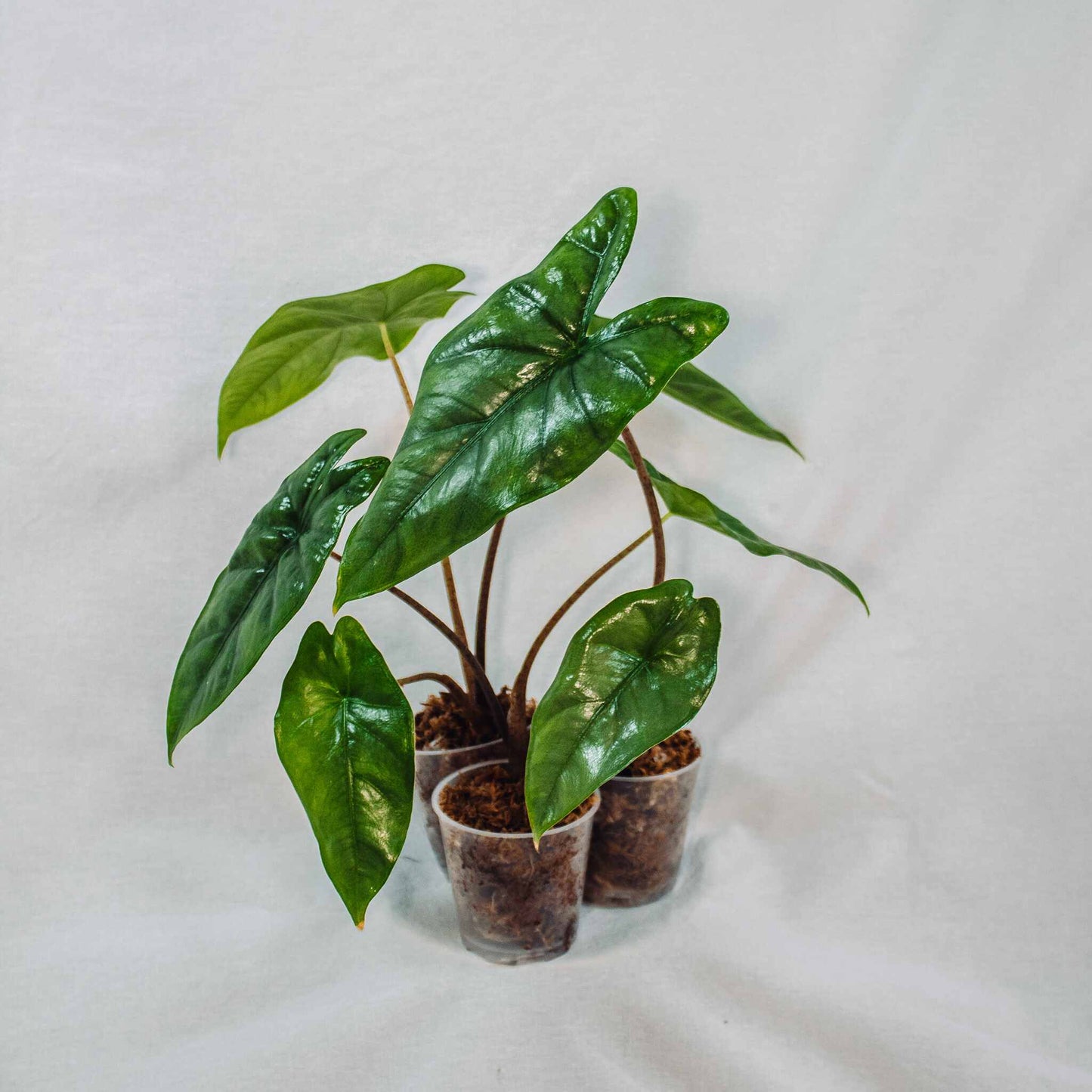 Alocasia Heterophylla 'Corazon' (Grower's Choice)