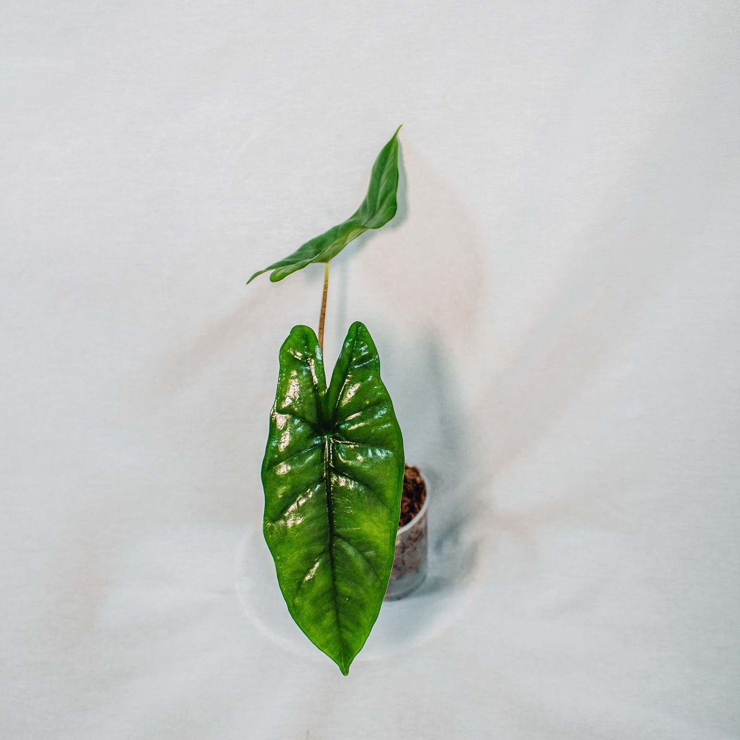 Alocasia Heterophylla 'Corazon' (Grower's Choice)