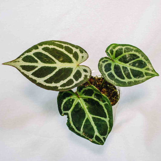 Anthurium Silver Fox (Forgetti x Silver Blush) (SD28-01)