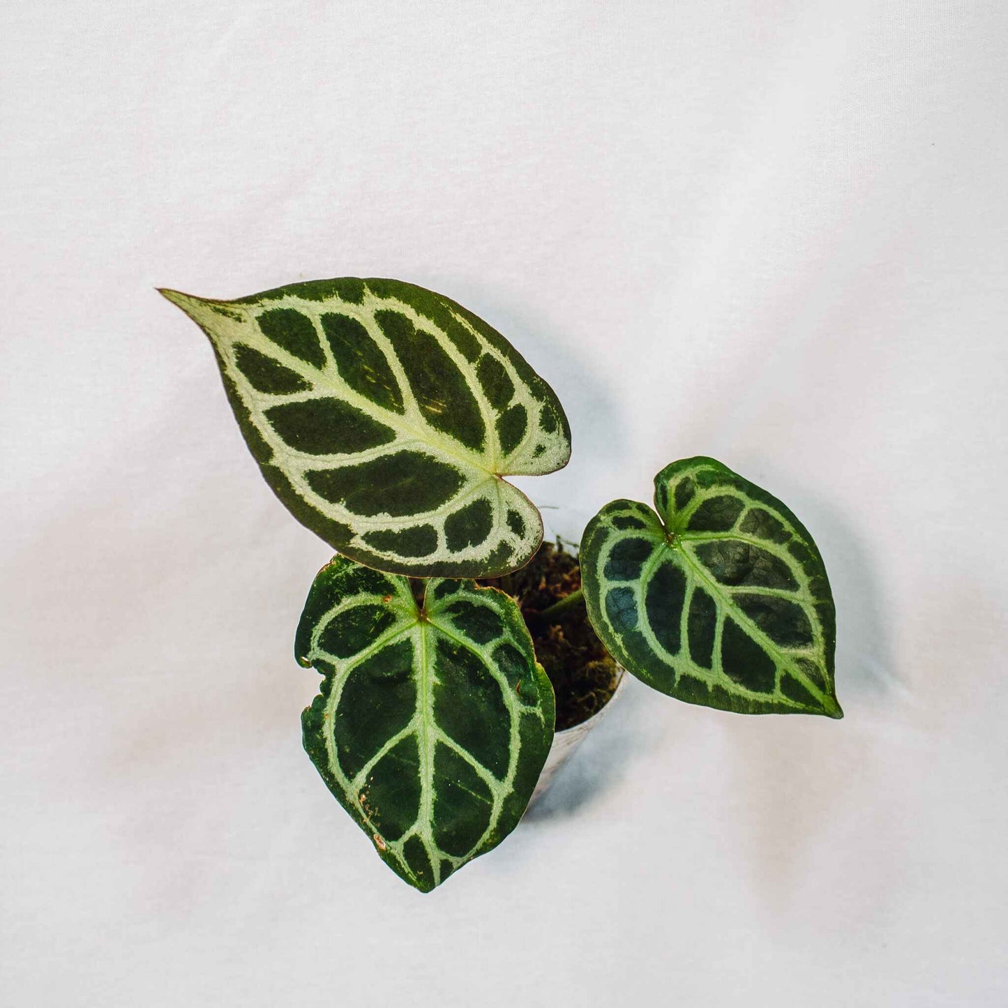 Anthurium Silver Fox (Forgetti x Silver Blush) (SD28-01)