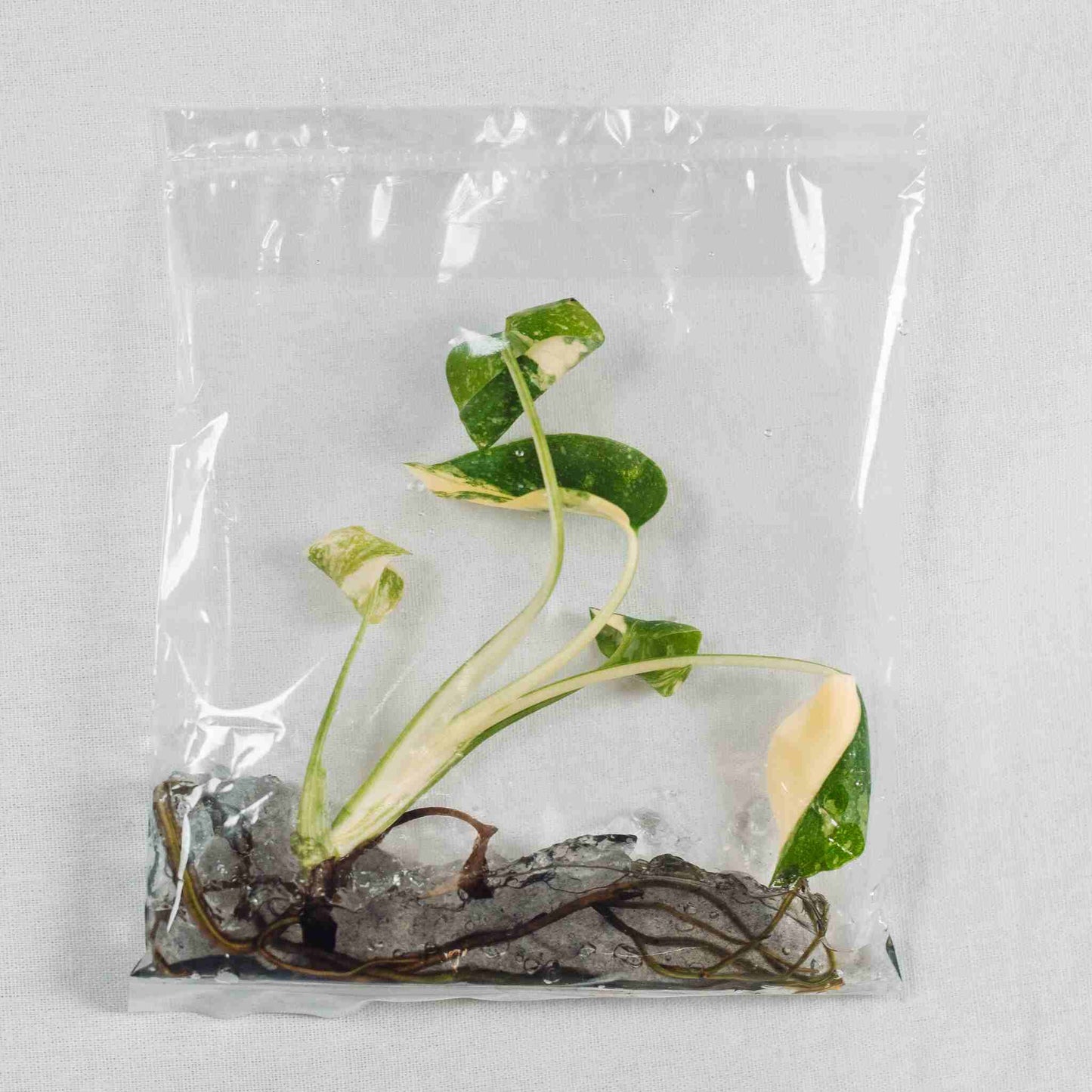 Tissue Culture - Monstera Deliciosa Thai Constellation (Seller's Choice)