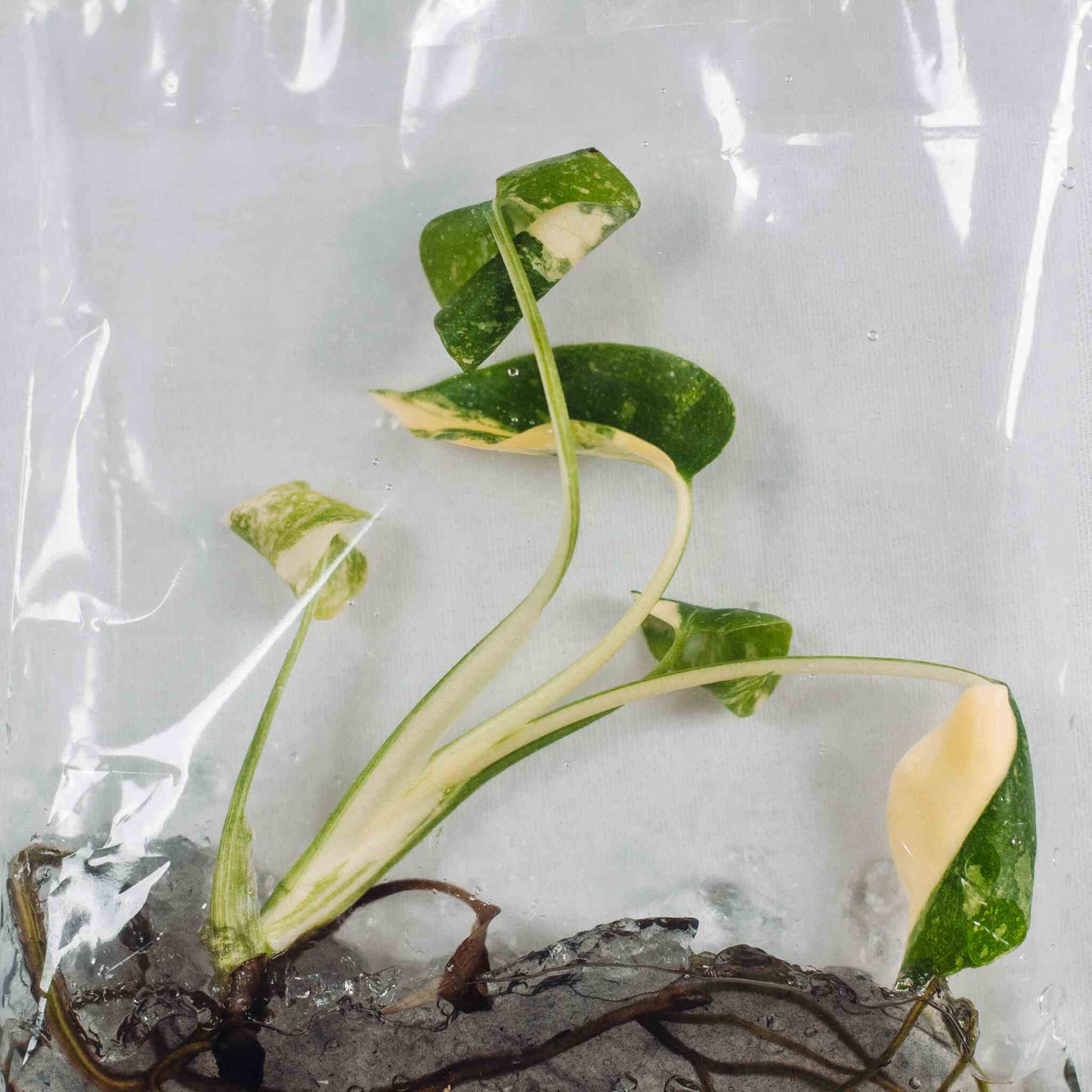 Tissue Culture - Monstera Deliciosa Thai Constellation (Seller's Choice)