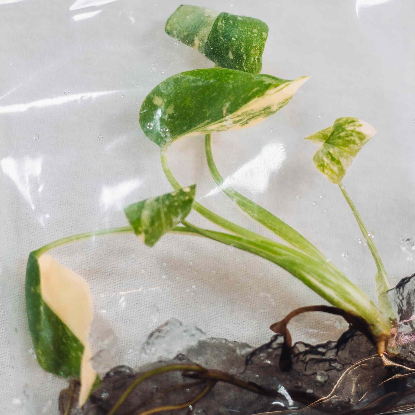 Tissue Culture - Monstera Deliciosa Thai Constellation (Seller's Choice)