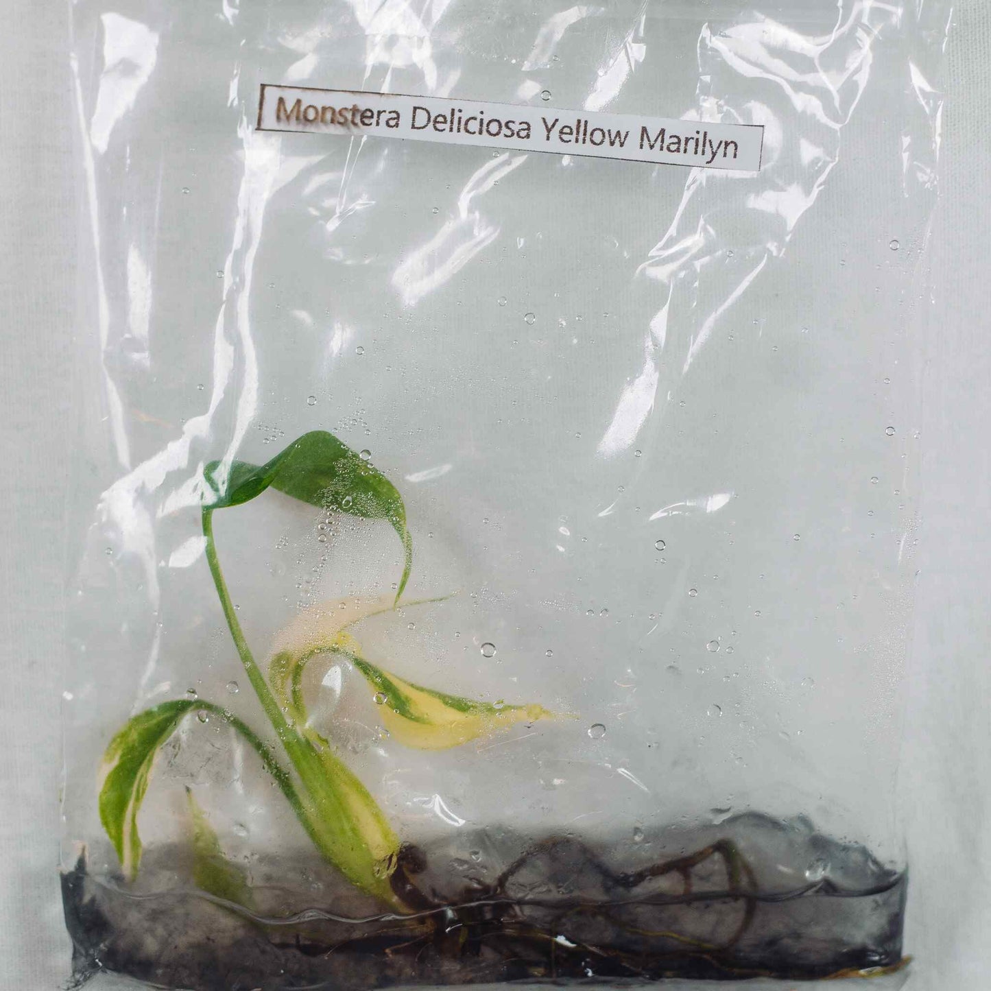 Tissue Culture - Monstera Deliciosa Yellow Marilyn (Seller's Choice)