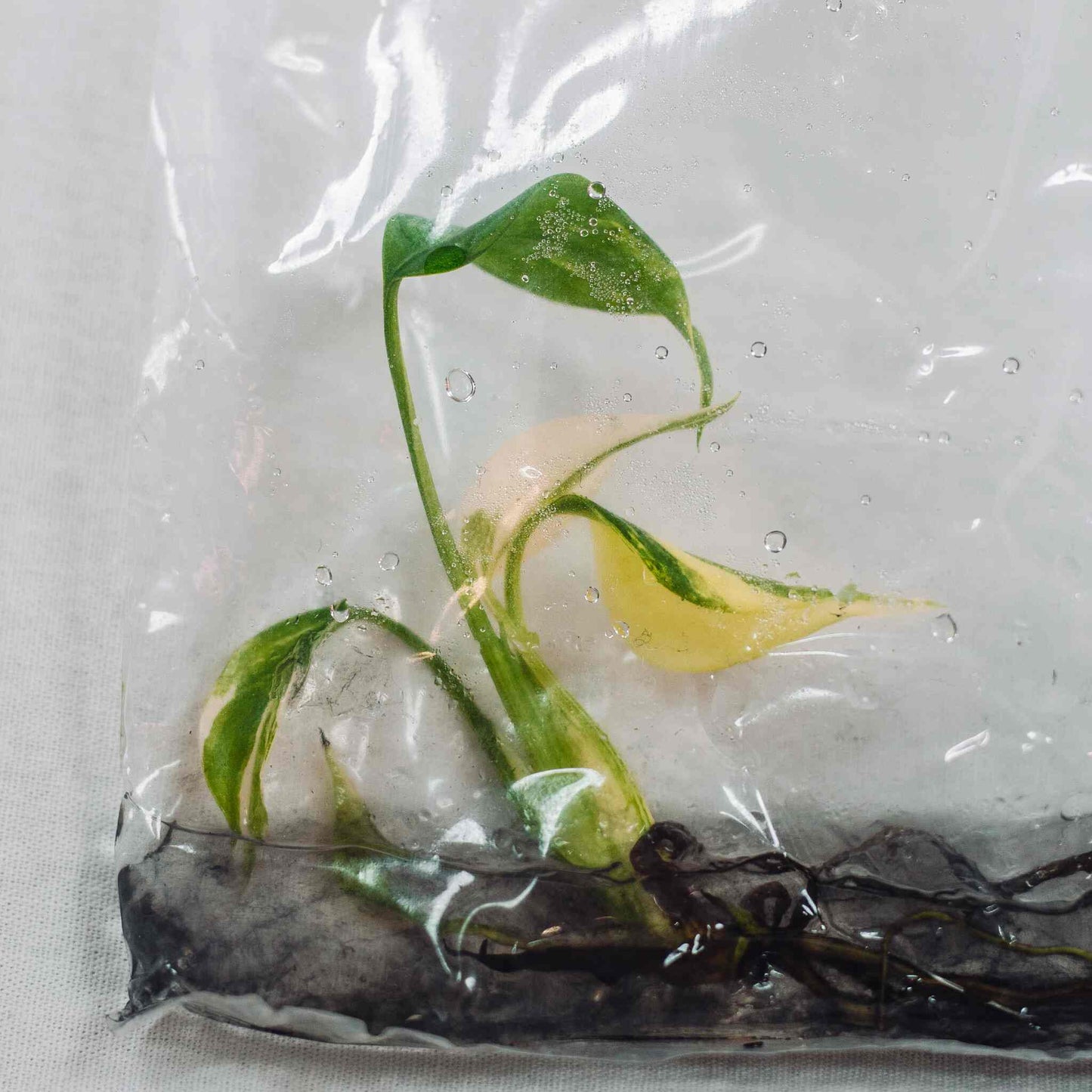 Tissue Culture - Monstera Deliciosa Yellow Marilyn (Seller's Choice)