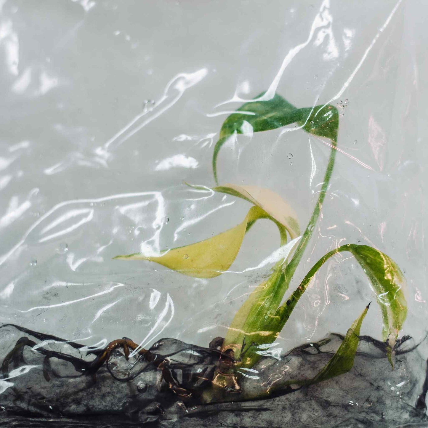 Tissue Culture - Monstera Deliciosa Yellow Marilyn (Seller's Choice)