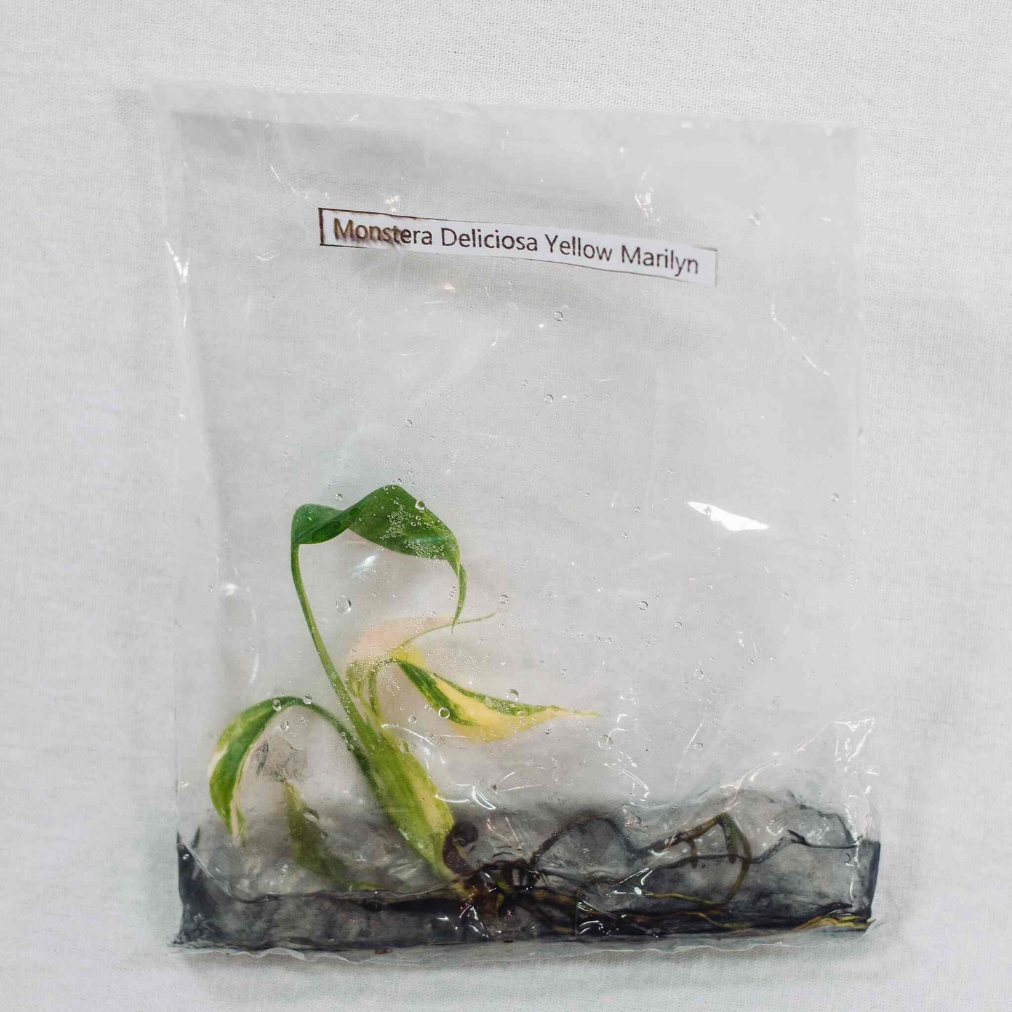 Tissue Culture - Monstera Deliciosa Yellow Marilyn (Seller's Choice)