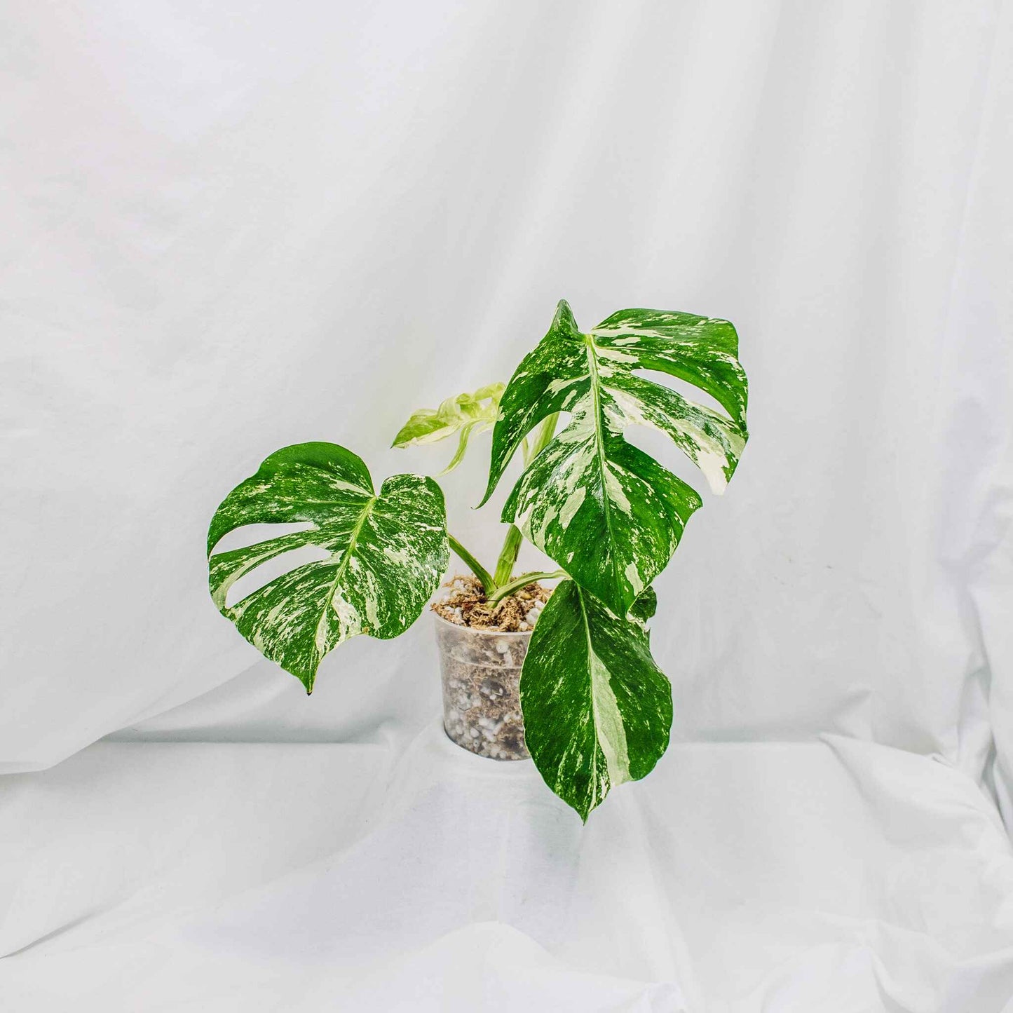 Monstera Deliciosa Borsigiana Albo Variegated (SD29-01)