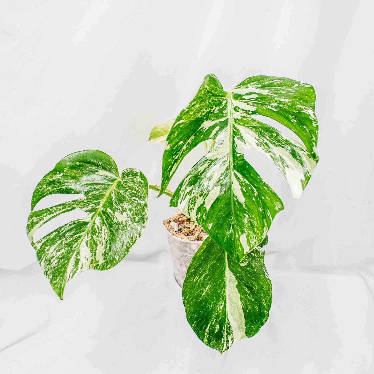 Monstera Deliciosa Borsigiana Albo Variegated (SD29-01)