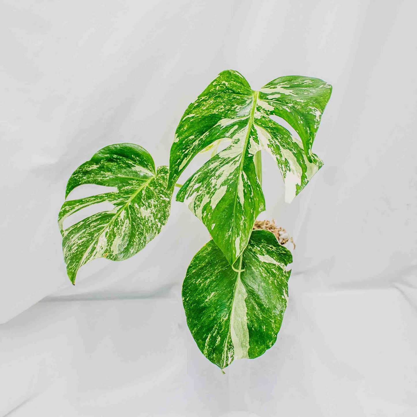 Monstera Deliciosa Borsigiana Albo Variegated (SD29-01)