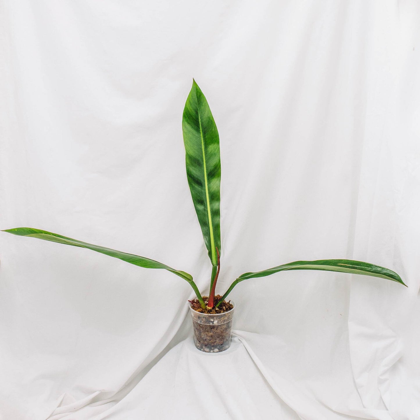 Philodendron Ruizii (SD29-01)