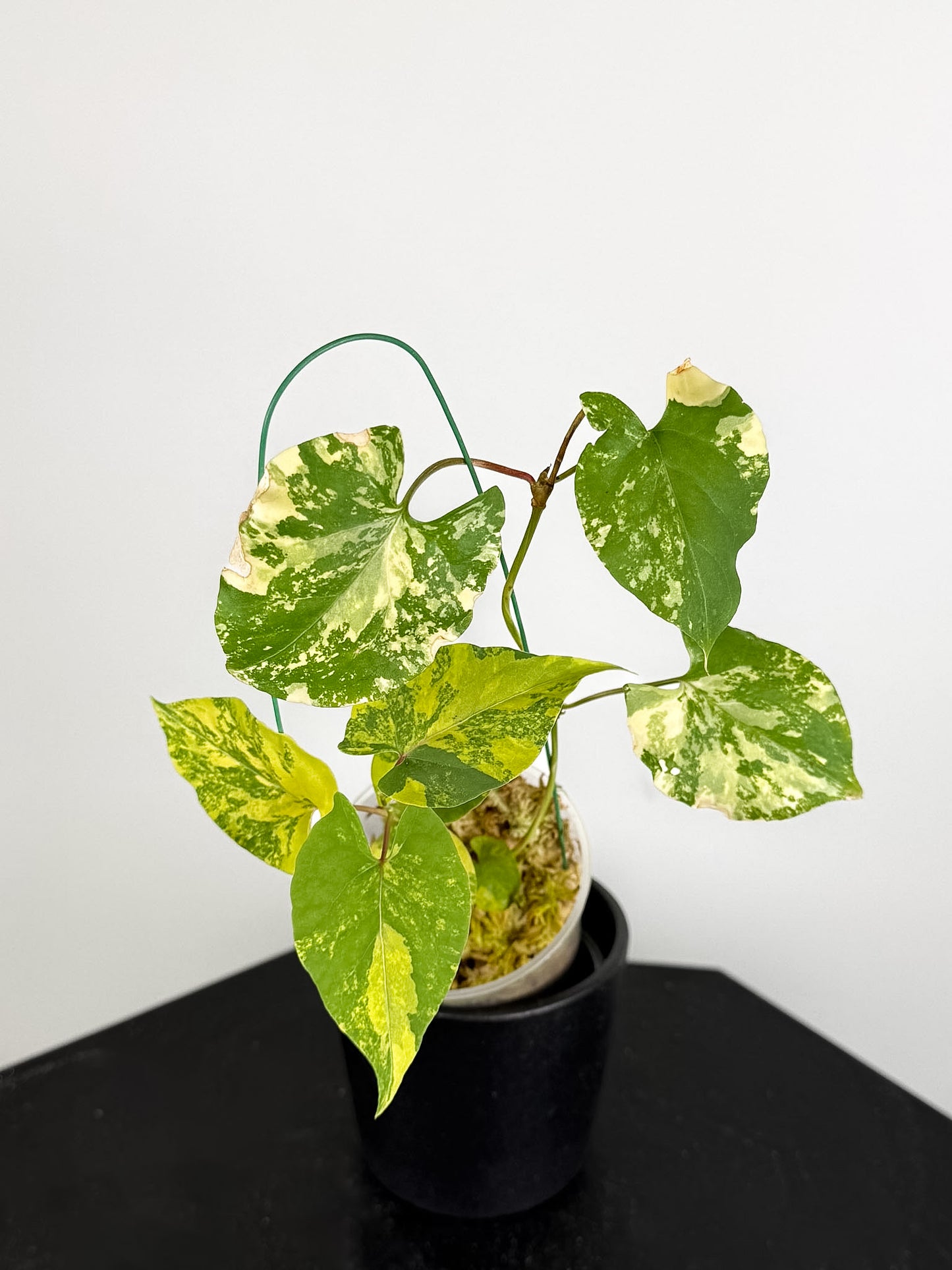 Fallopia Multiflora Aurea Variegated (2019)