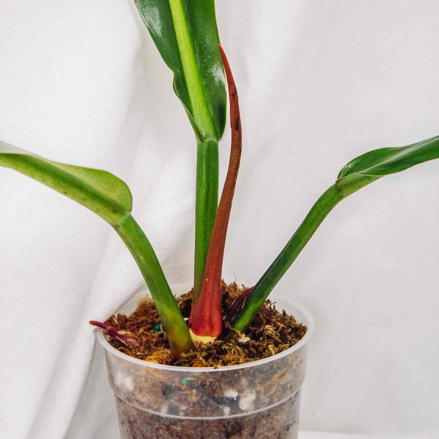 Philodendron Ruizii (SD29-01)