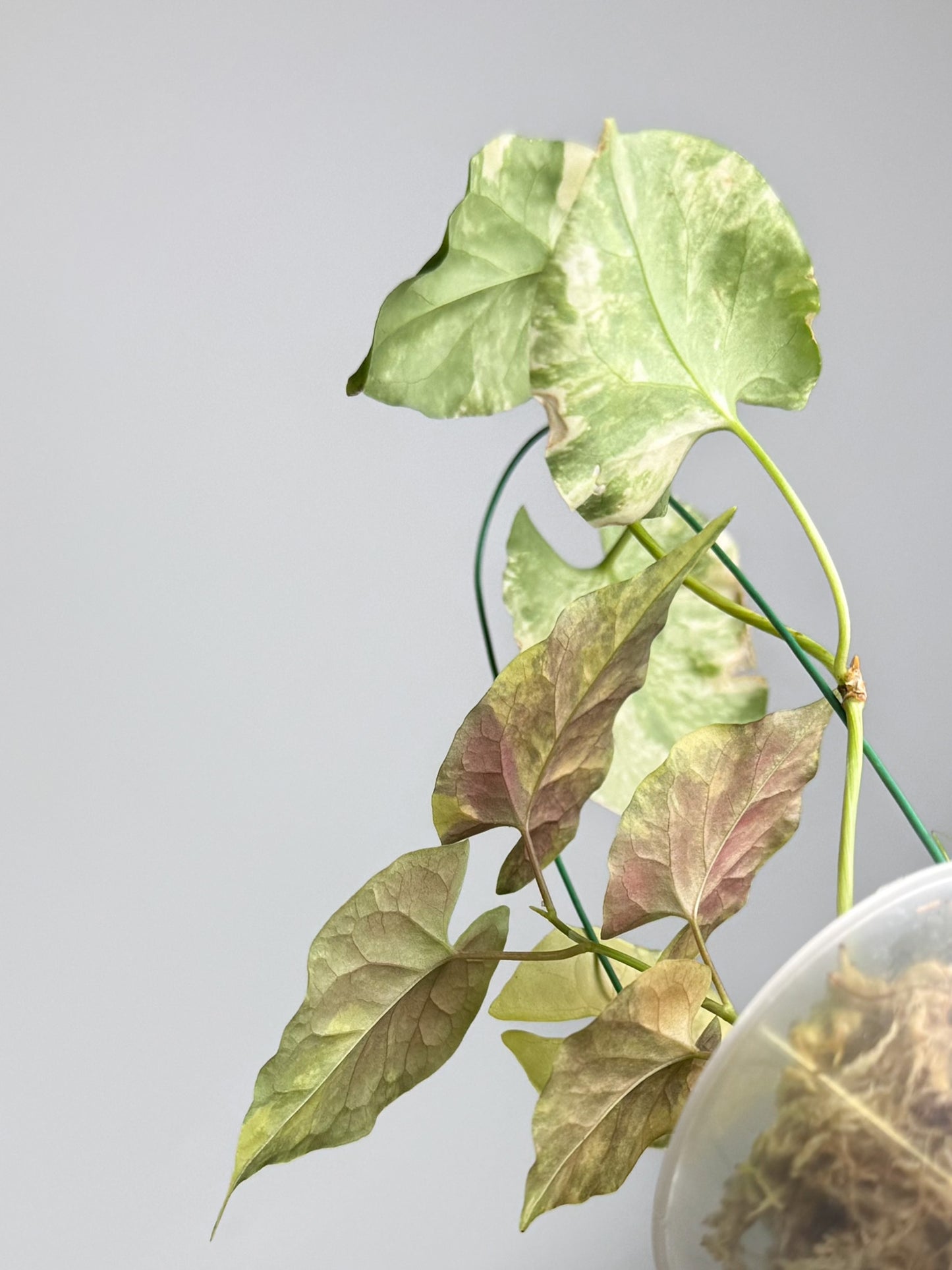 Fallopia Multiflora Aurea Variegated (2019)