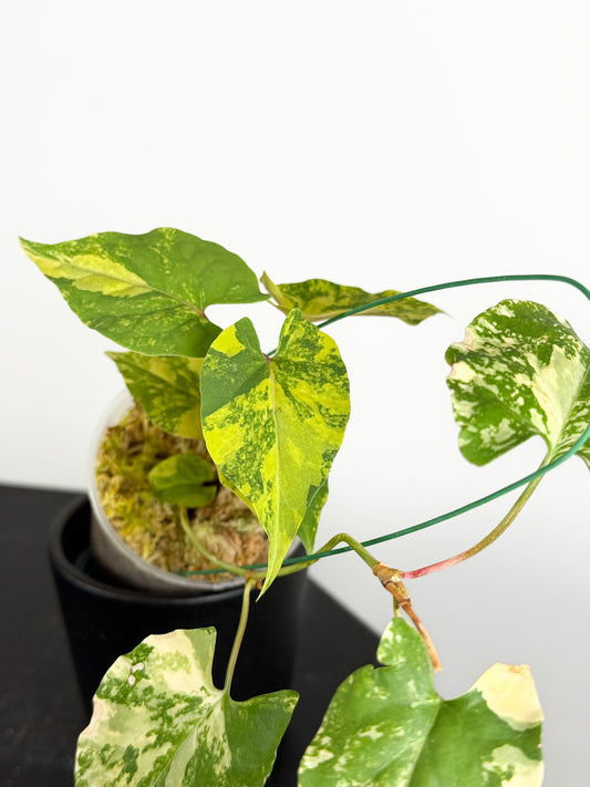 Fallopia Multiflora Aurea Variegated (2019)
