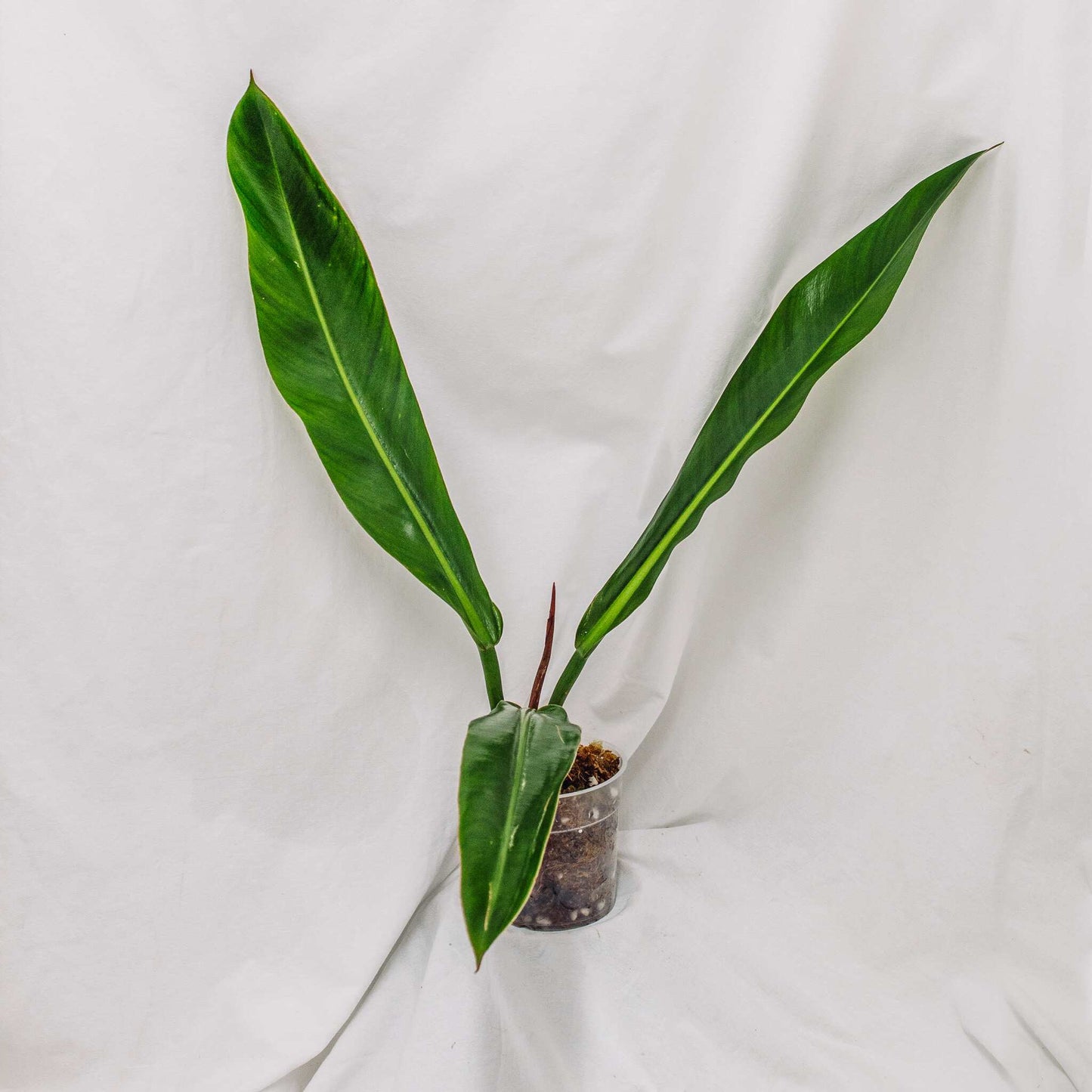 Philodendron Ruizii (SD29-01)