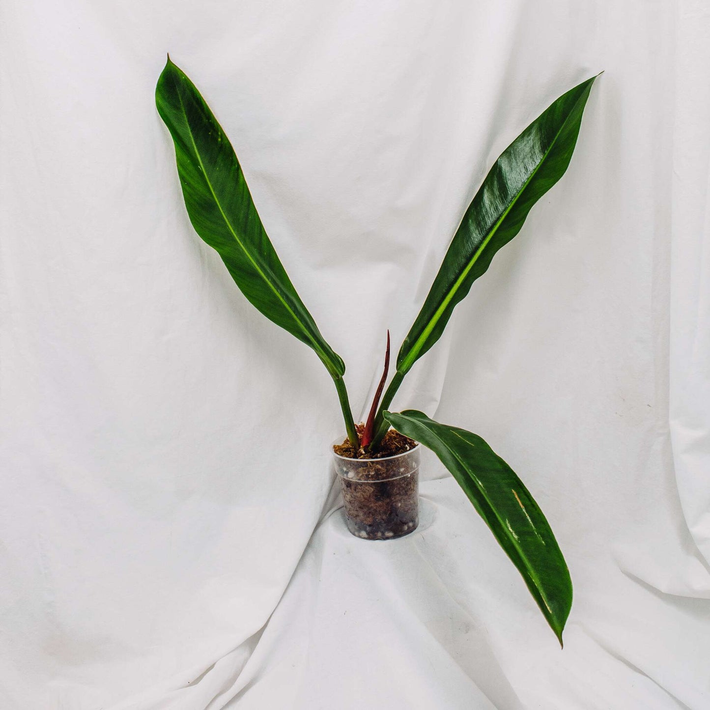 Philodendron Ruizii (SD29-01)