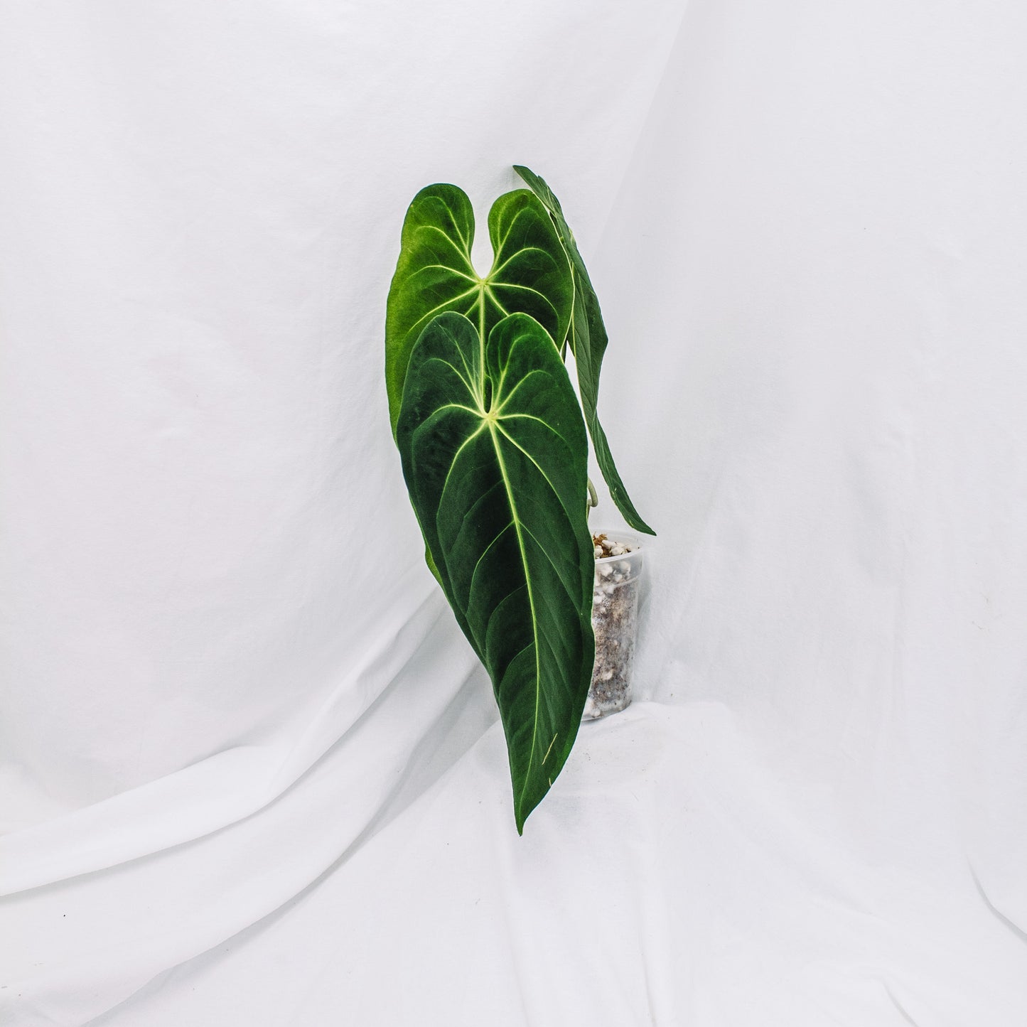 Anthurium Metallicum (SD29-01)