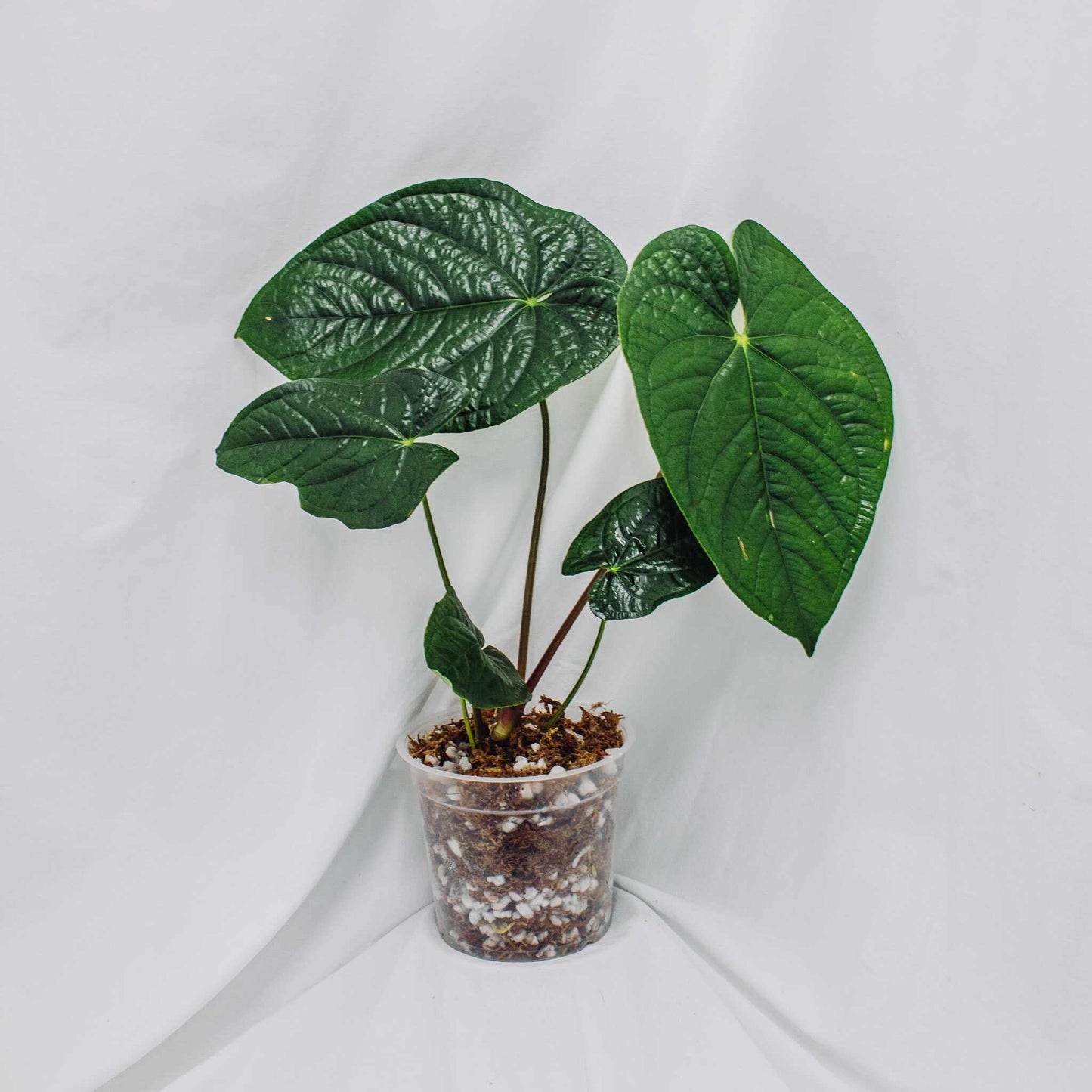 Anthurium Bradley Spirit (SD29-01)