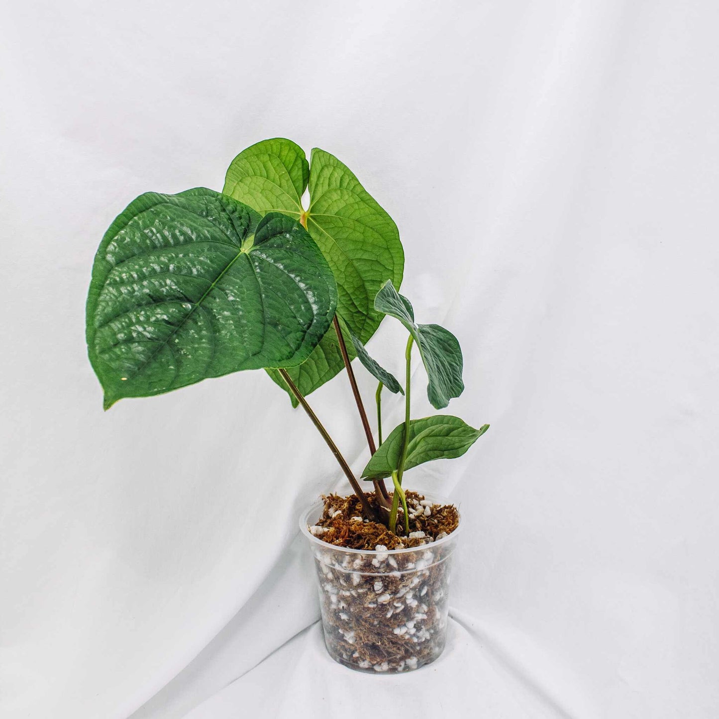 Anthurium Bradley Spirit (SD29-01)