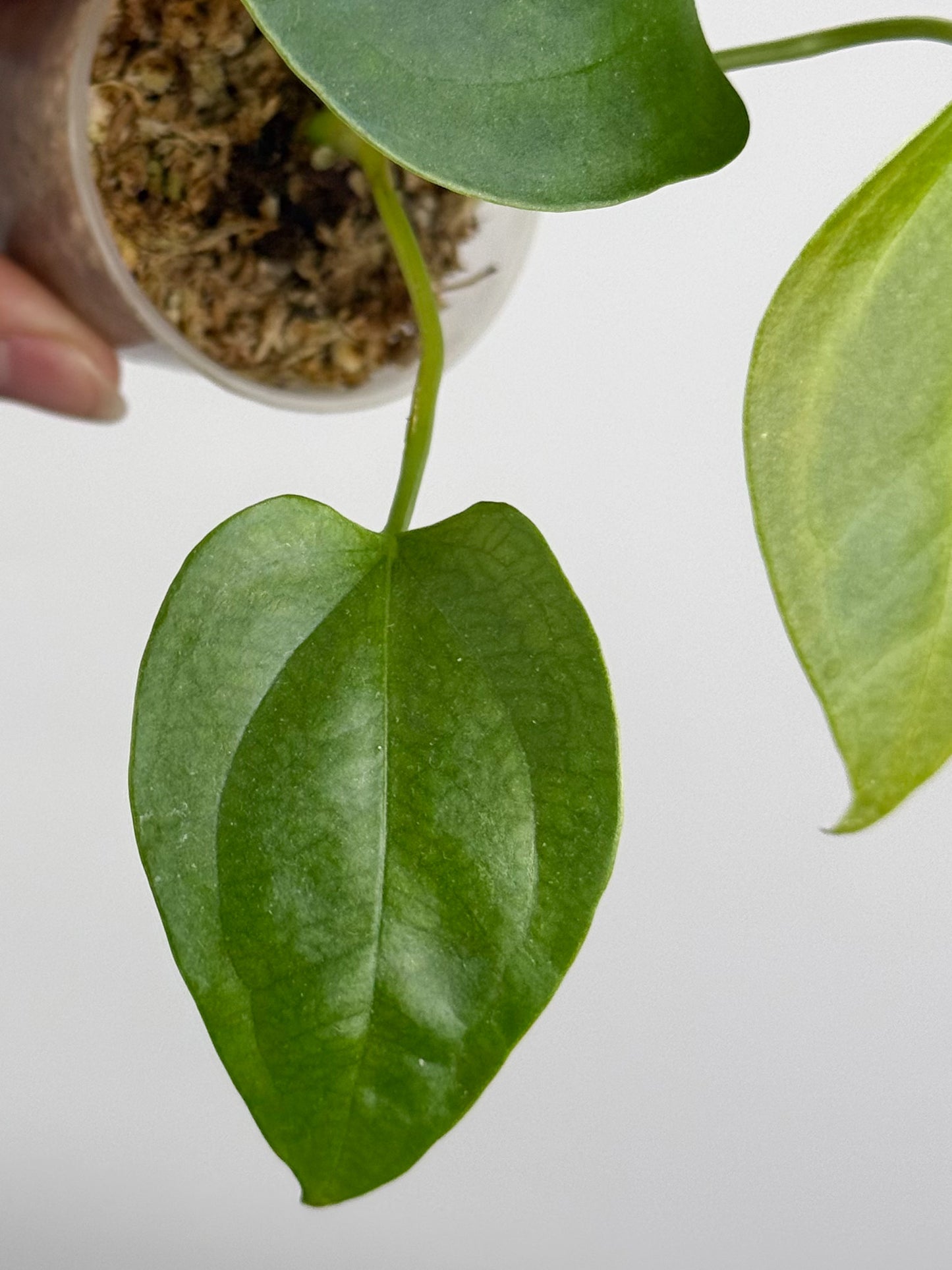 Anthurium sp. Napo *Growers Choice*