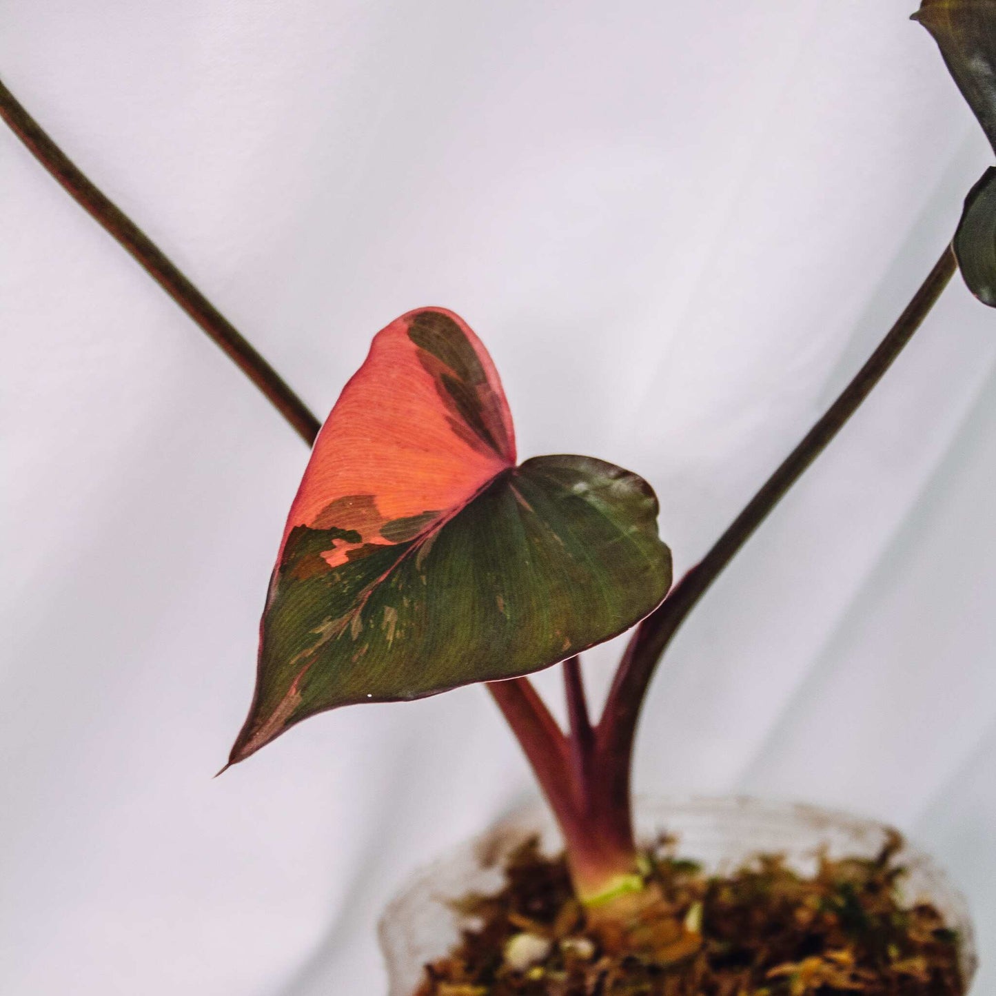 Homalomena cf. Aromatia Pink Diamond Variegated (SD29-01)