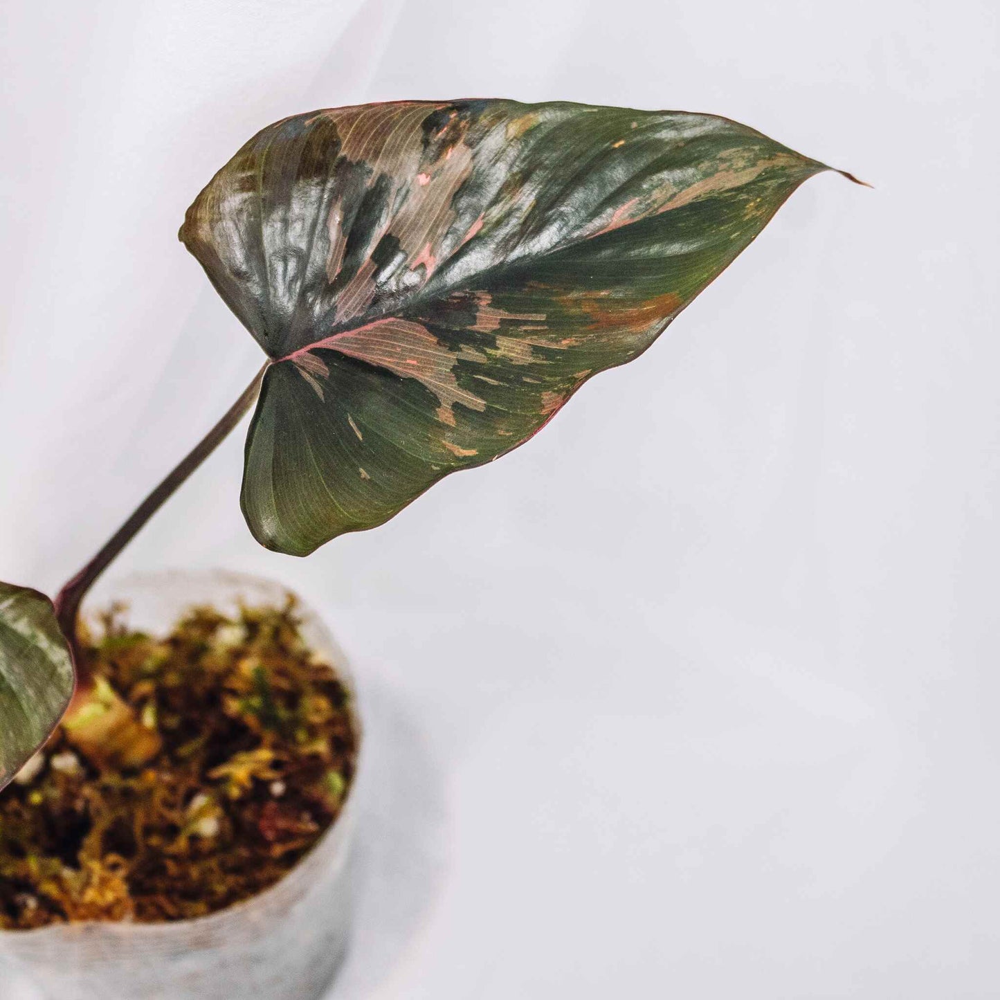 Homalomena cf. Aromatia Pink Diamond Variegated (SD29-01)