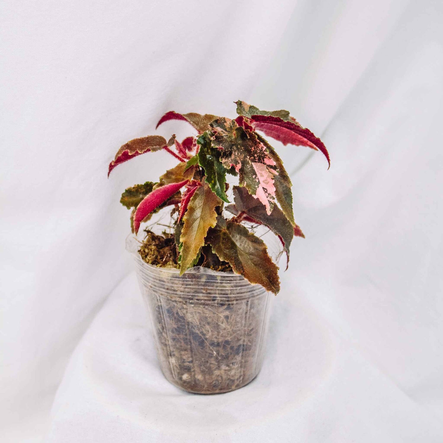 Begonia 'Ginny Galaxy' Variegated (SD29-01)