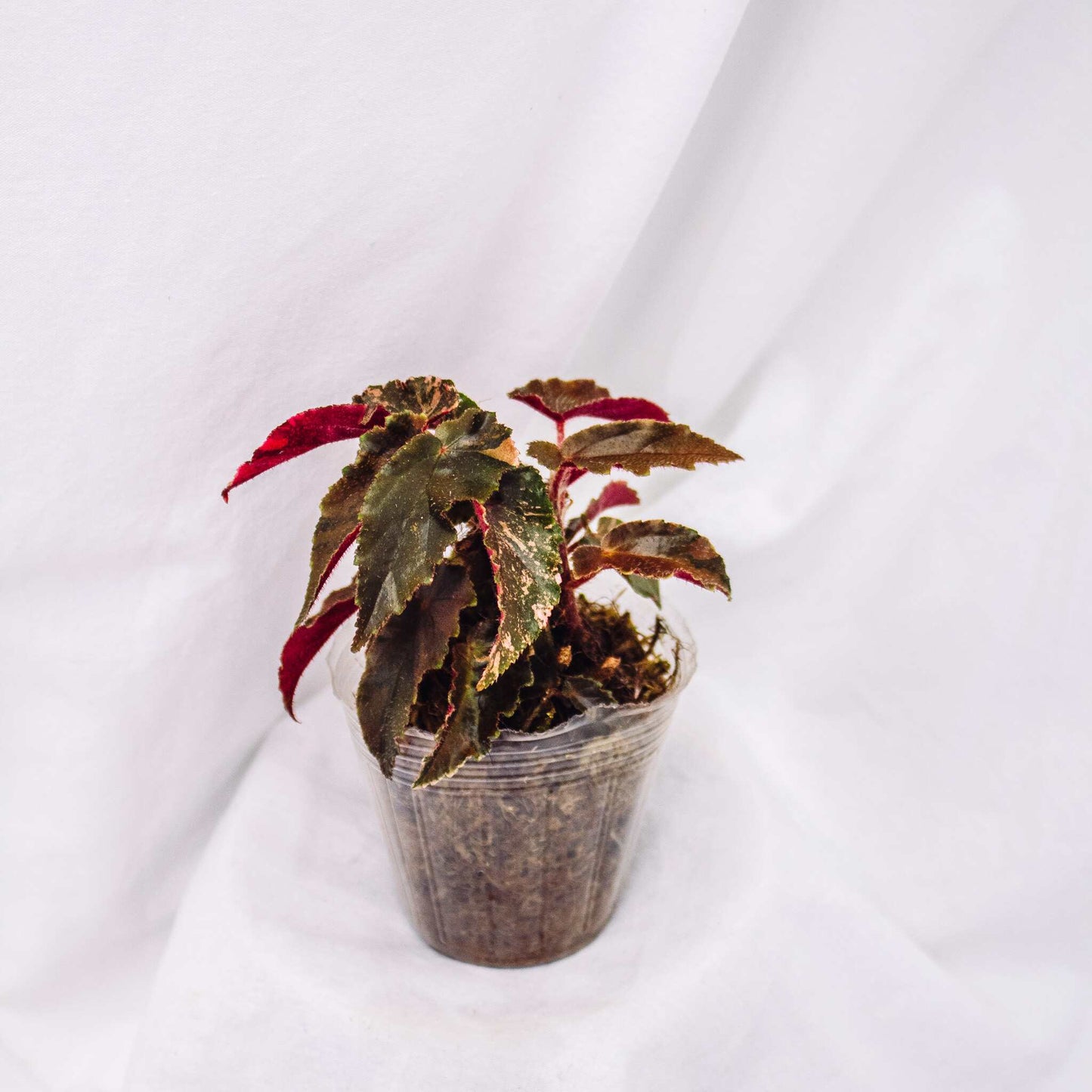 Begonia 'Ginny Galaxy' Variegated (SD29-01)