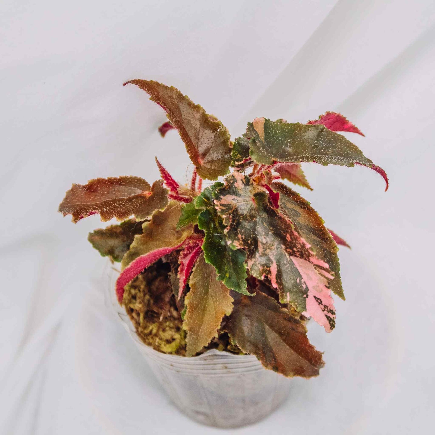 Begonia 'Ginny Galaxy' Variegated (SD29-01)