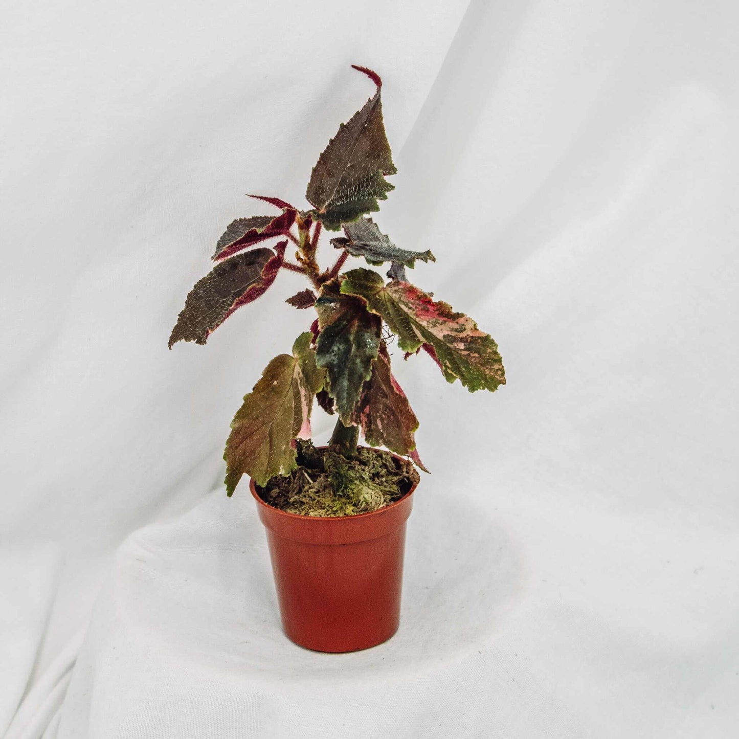 Begonia 'Ginny Galaxy' Variegated (SD29-02)