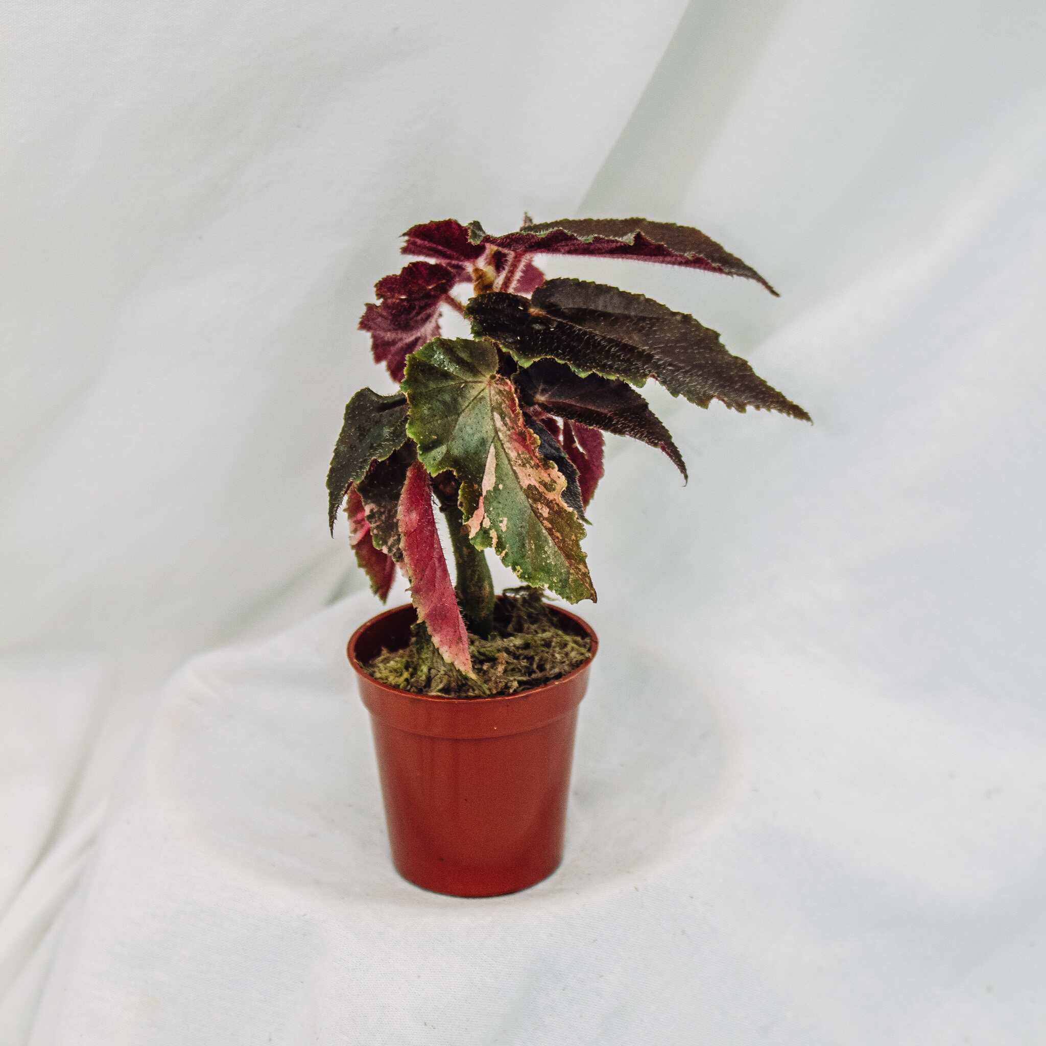 Begonia 'Ginny Galaxy' Variegated (SD29-02) – Dandi Plants