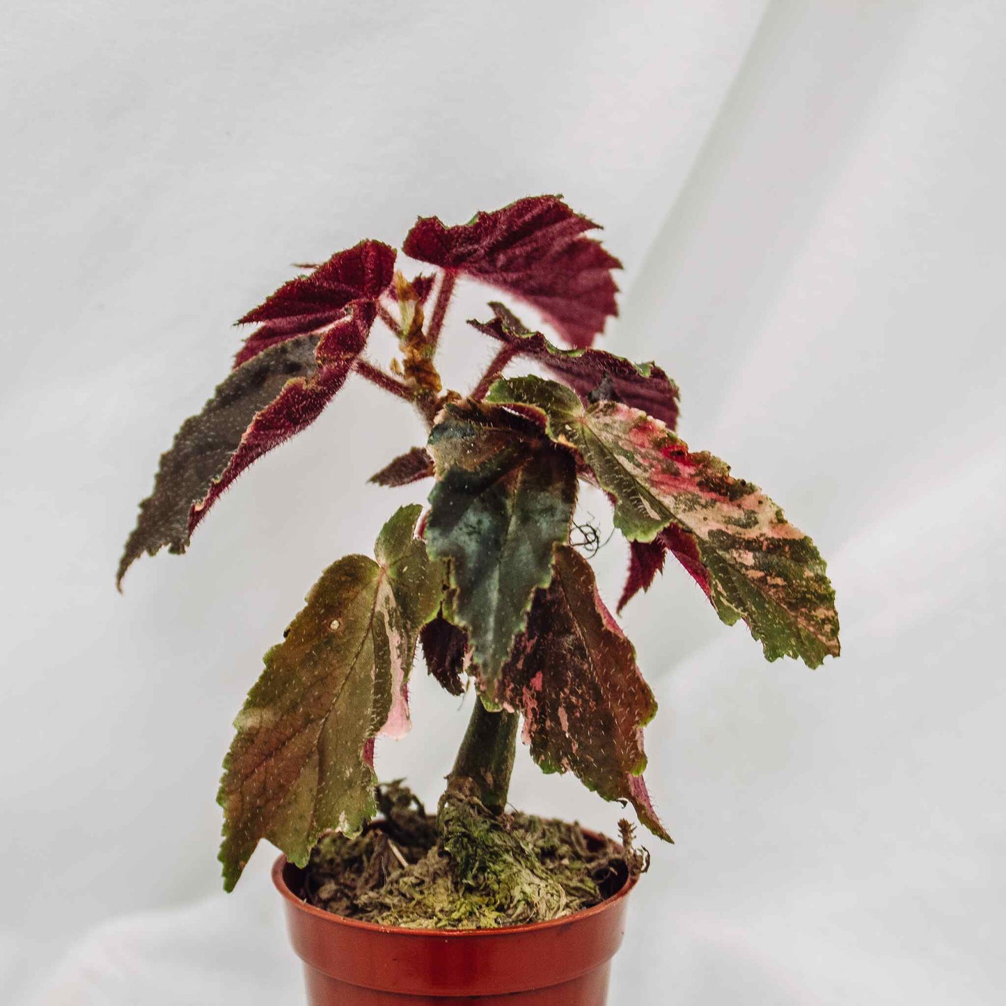 Begonia 'Ginny Galaxy' Variegated (SD29-02)