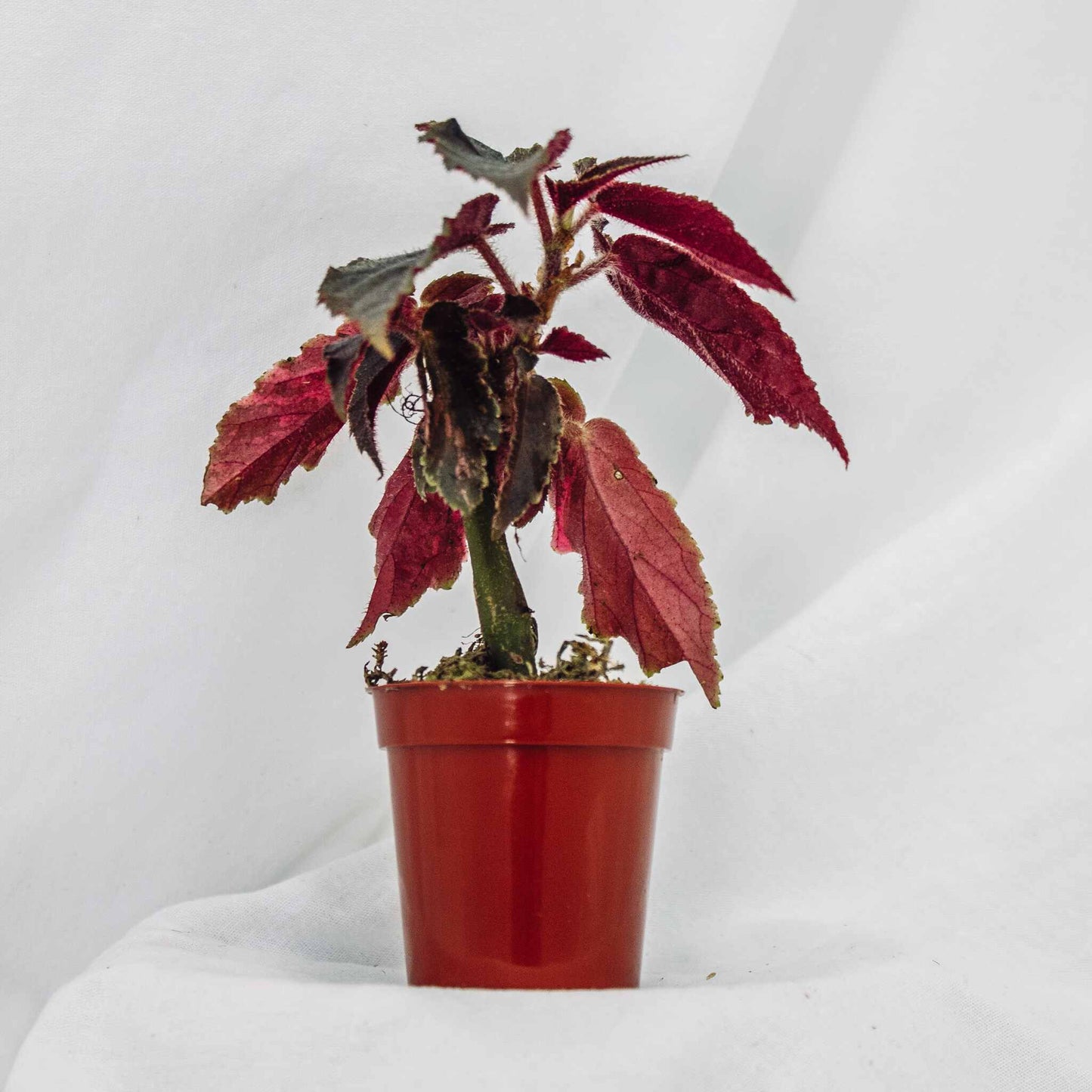 Begonia 'Ginny Galaxy' Variegated (SD29-02)