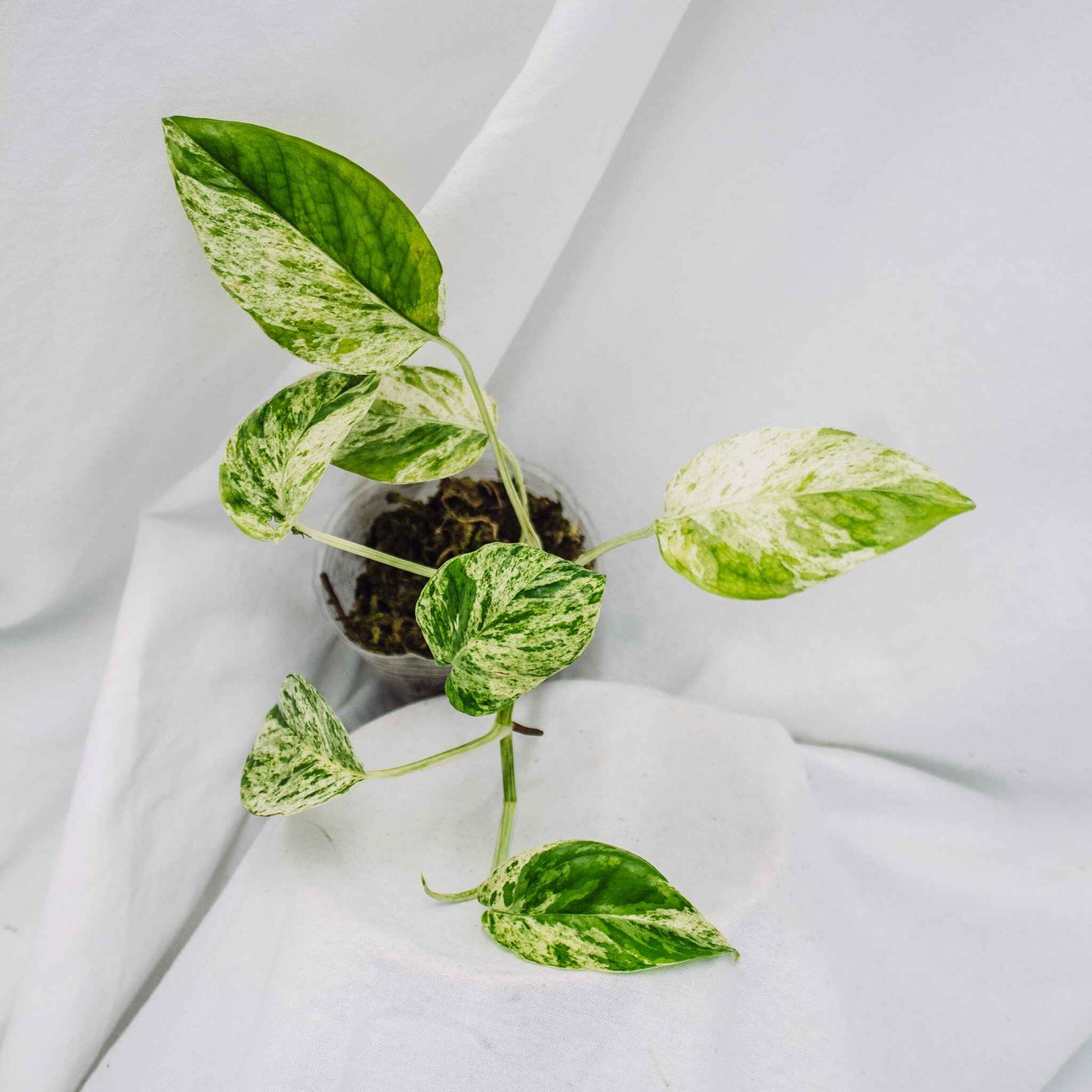 Epipremnum Marble (Grower's Choice)