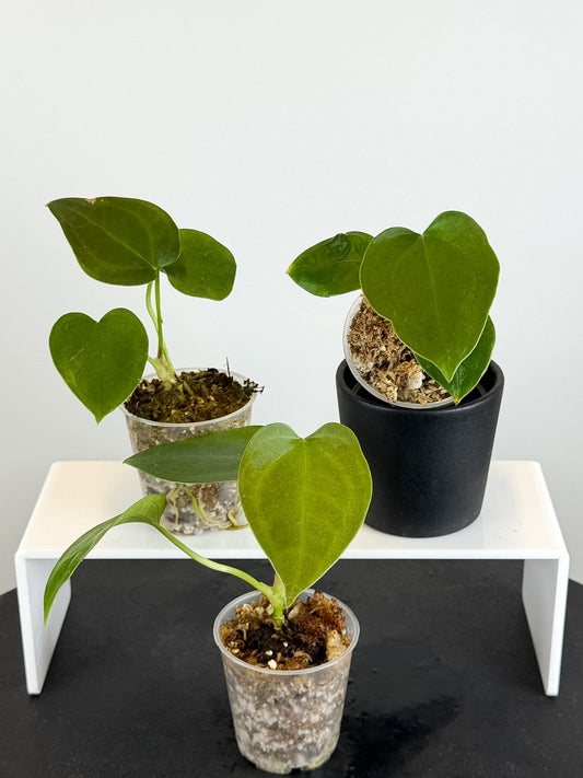 Anthurium sp. Napo *Growers Choice*