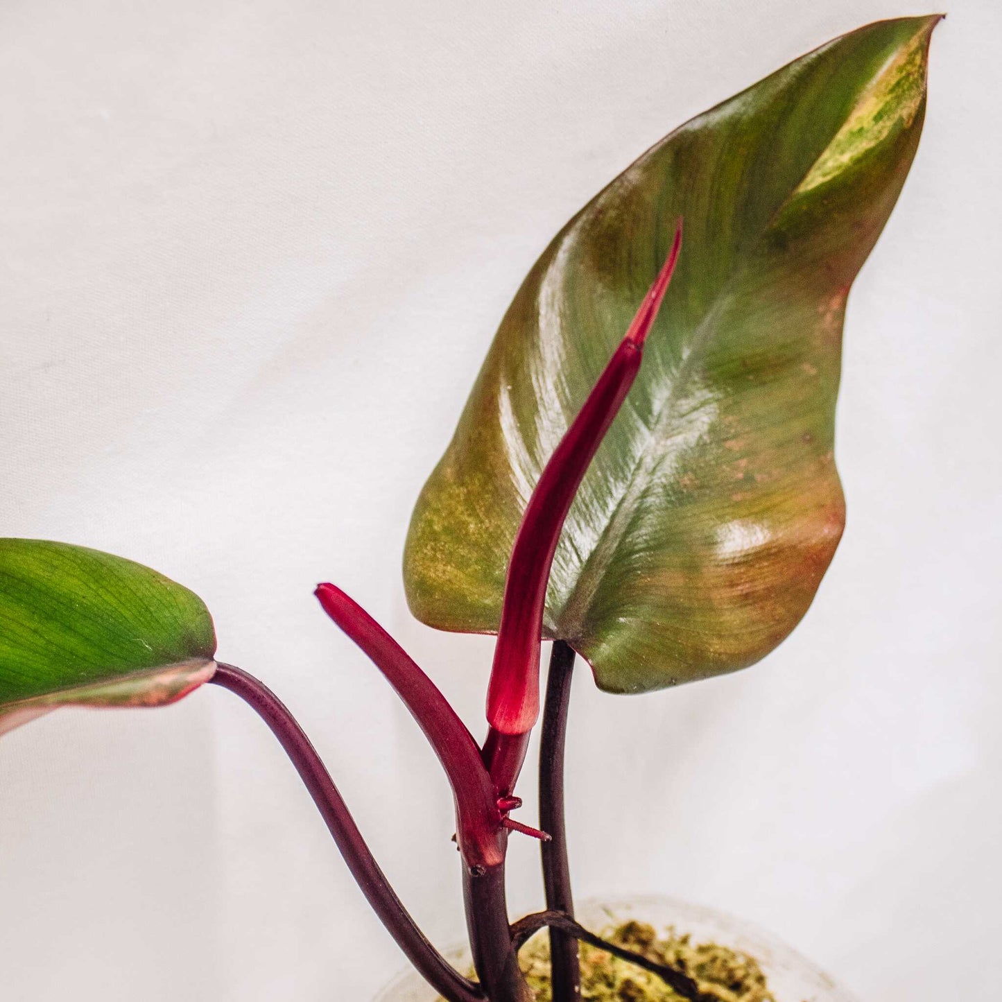 Philodendron 'Strawberry Shake' (SD30-01)