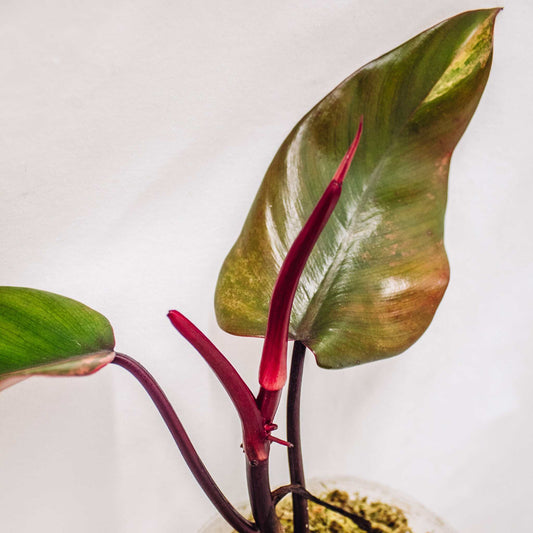 Philodendron 'Strawberry Shake' (SD30-01)