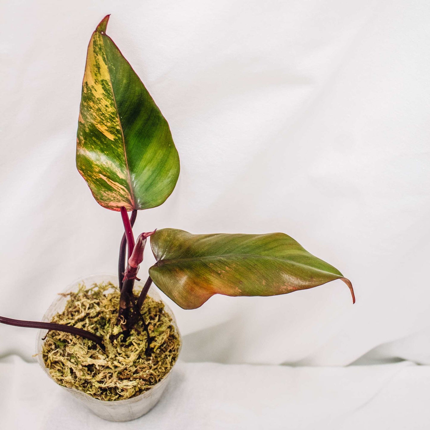 Philodendron 'Strawberry Shake' (SD30-01)