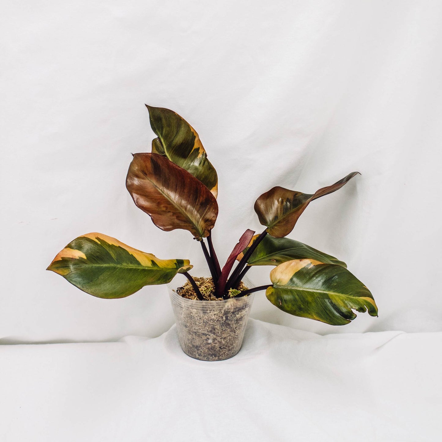 Philodendron 'Black Cardinal' Variegated (SD30-01)