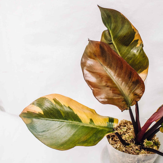 Philodendron 'Black Cardinal' Variegated (SD30-01)