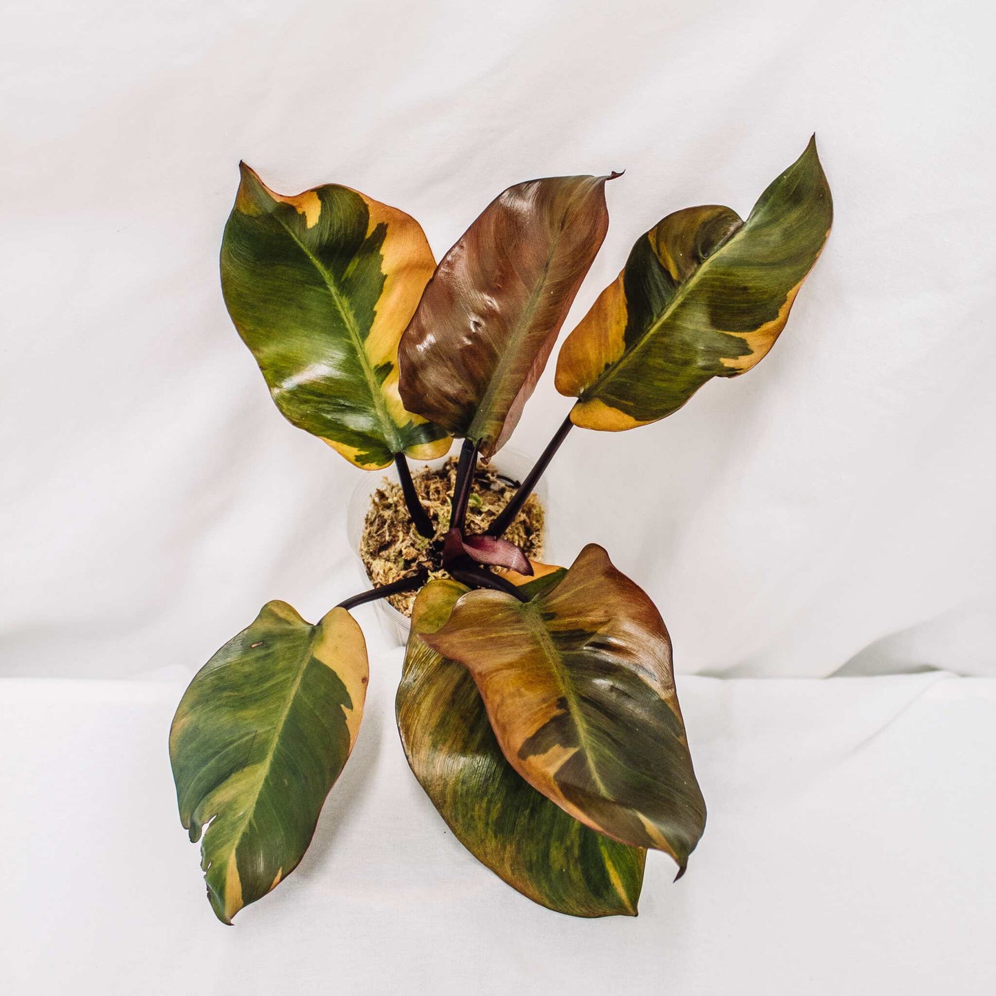 Philodendron 'Black Cardinal' Variegated (SD30-01)