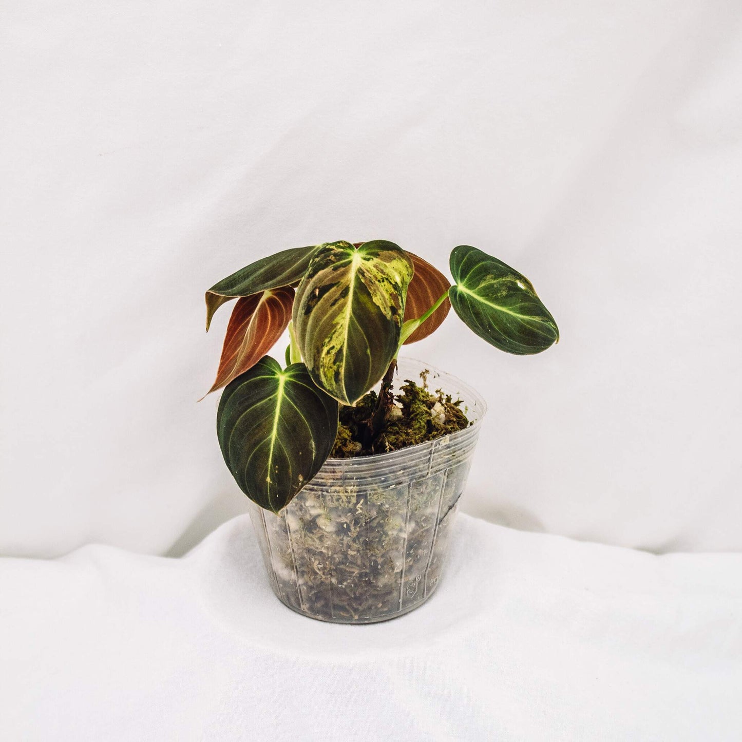 Philodendron Melanochrysum Variegated (SD30-01)