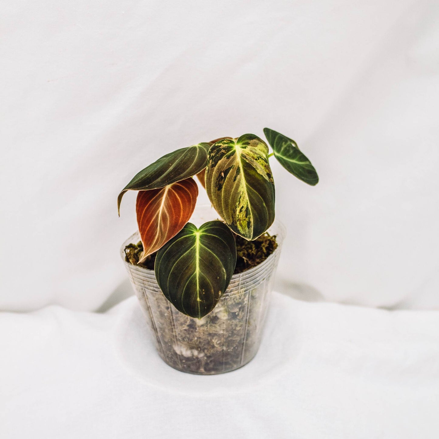 Philodendron Melanochrysum Variegated (SD30-01)