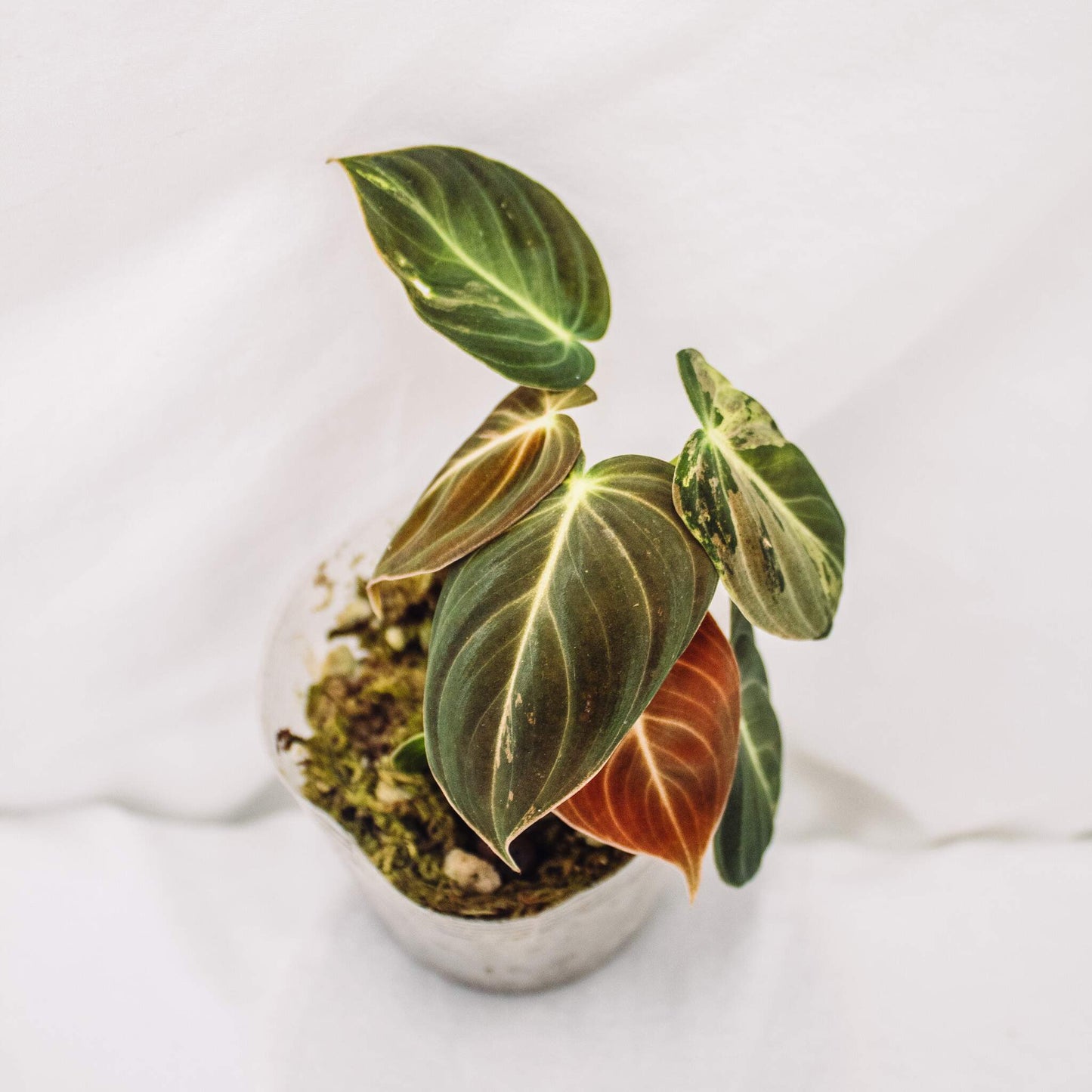 Philodendron Melanochrysum Variegated (SD30-01)