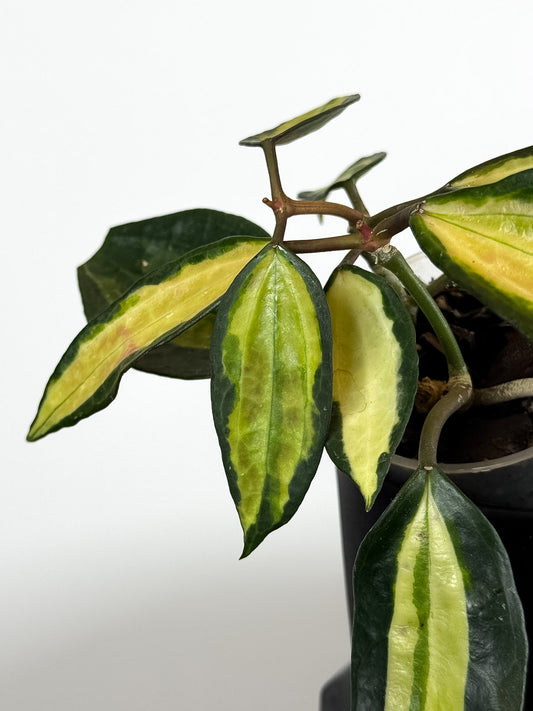 Hoya Latifolia 'Pot of Gold' (2015)