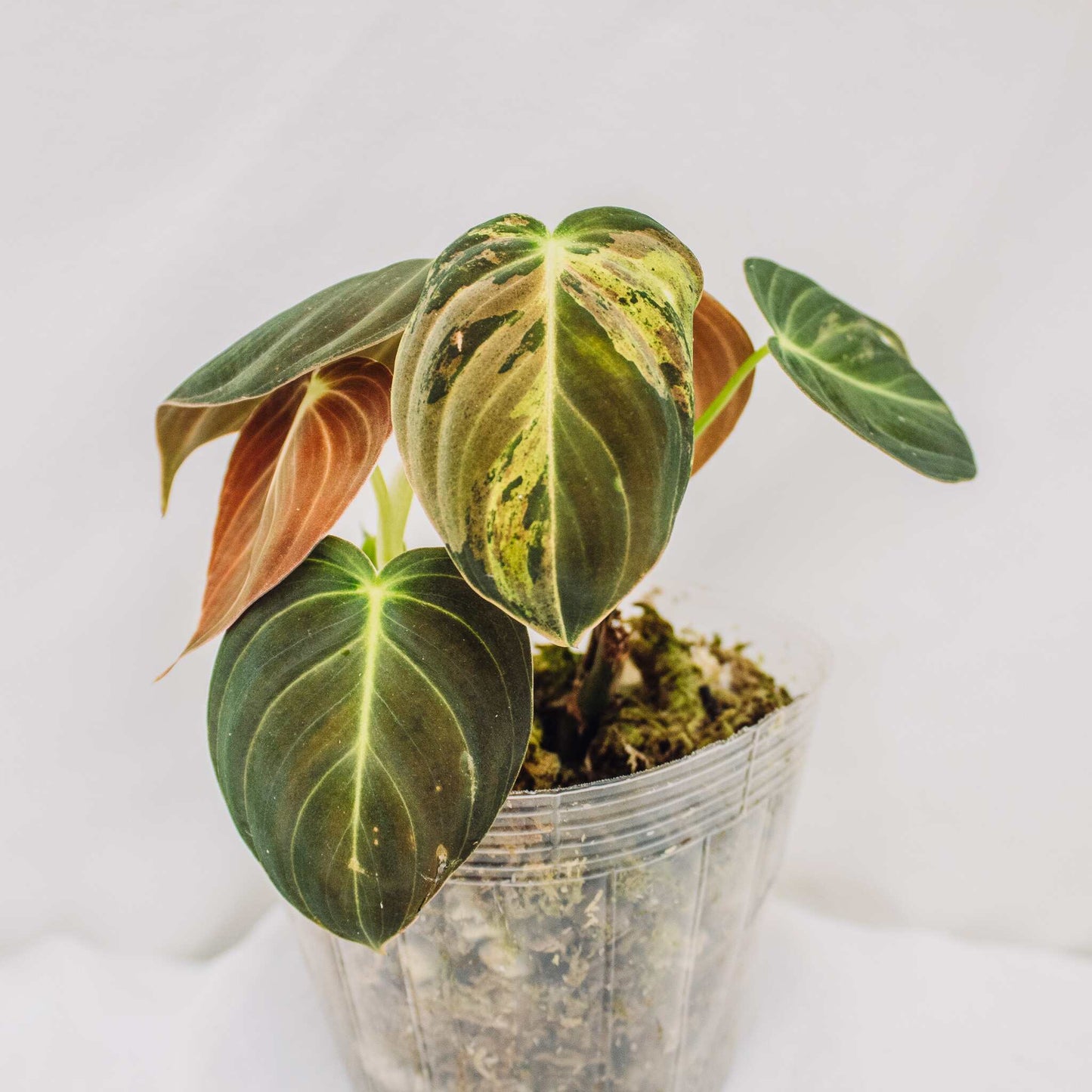 Philodendron Melanochrysum Variegated (SD30-01)