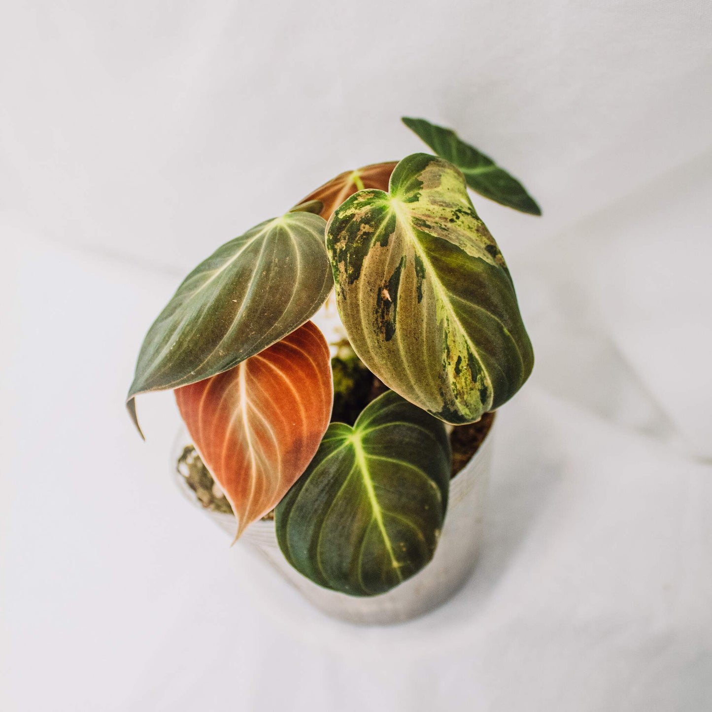 Philodendron Melanochrysum Variegated (SD30-01)