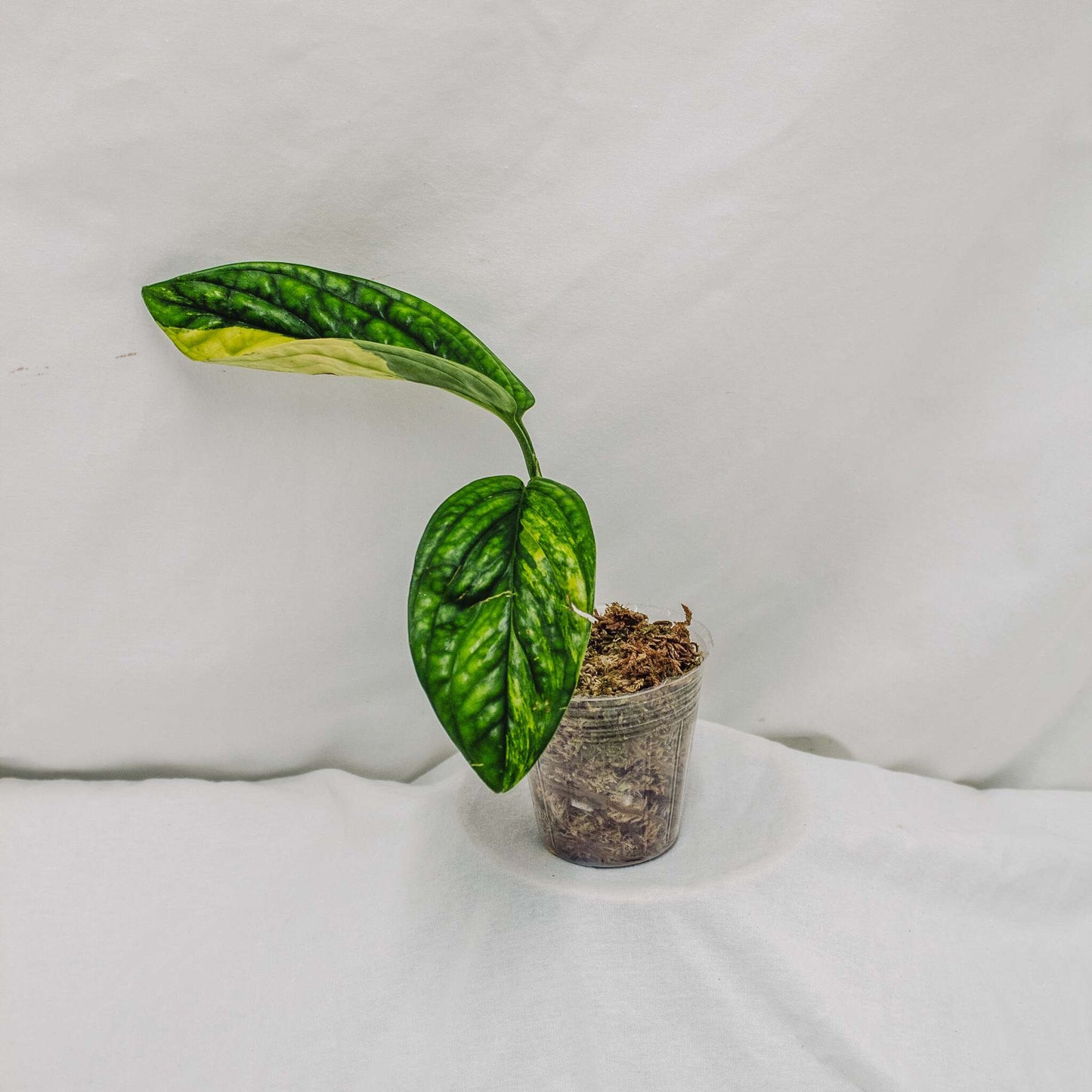 Monstera Peru Variegated (SD30-01)